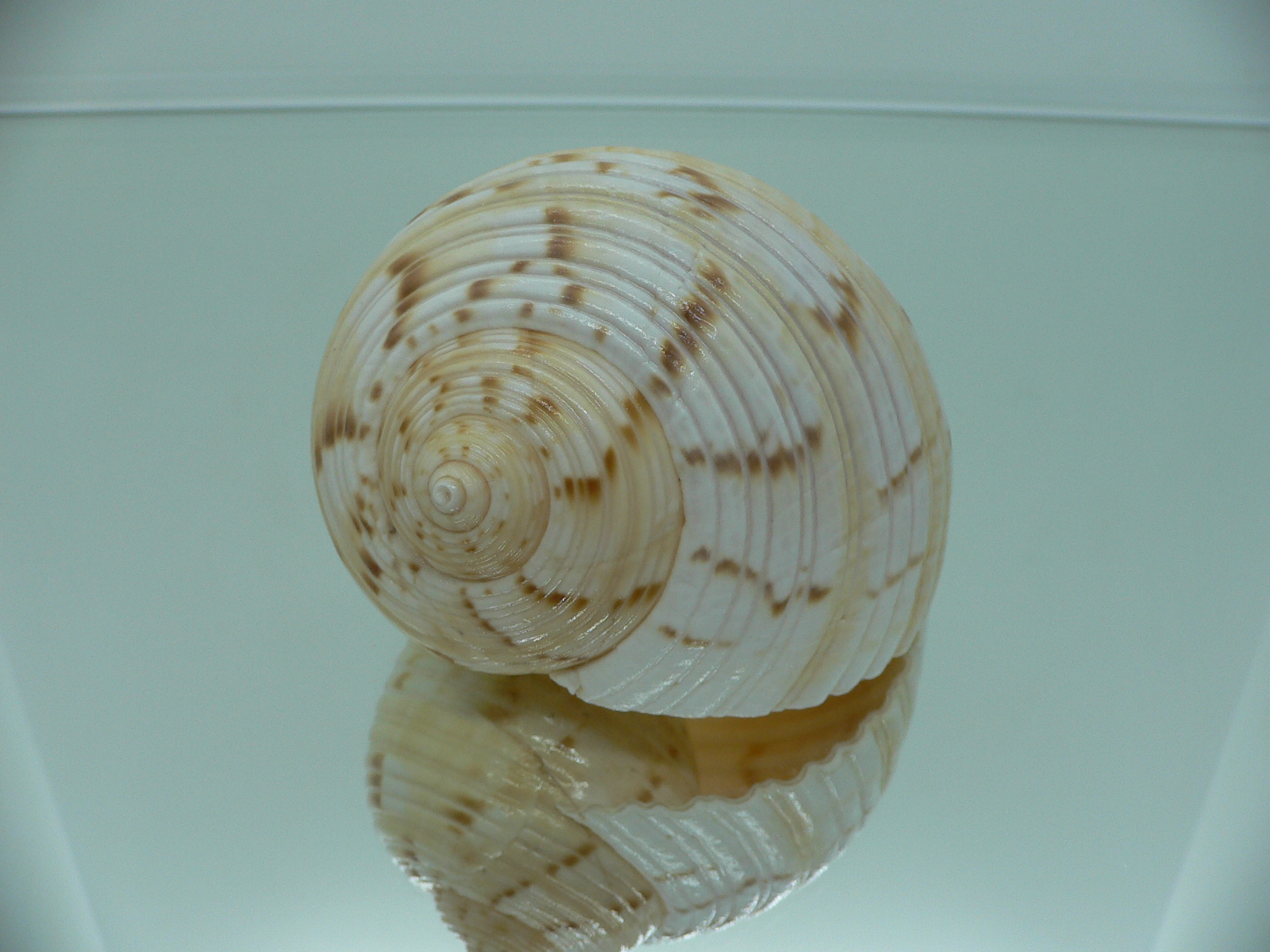 Tonna morrisoni ORNAMENT