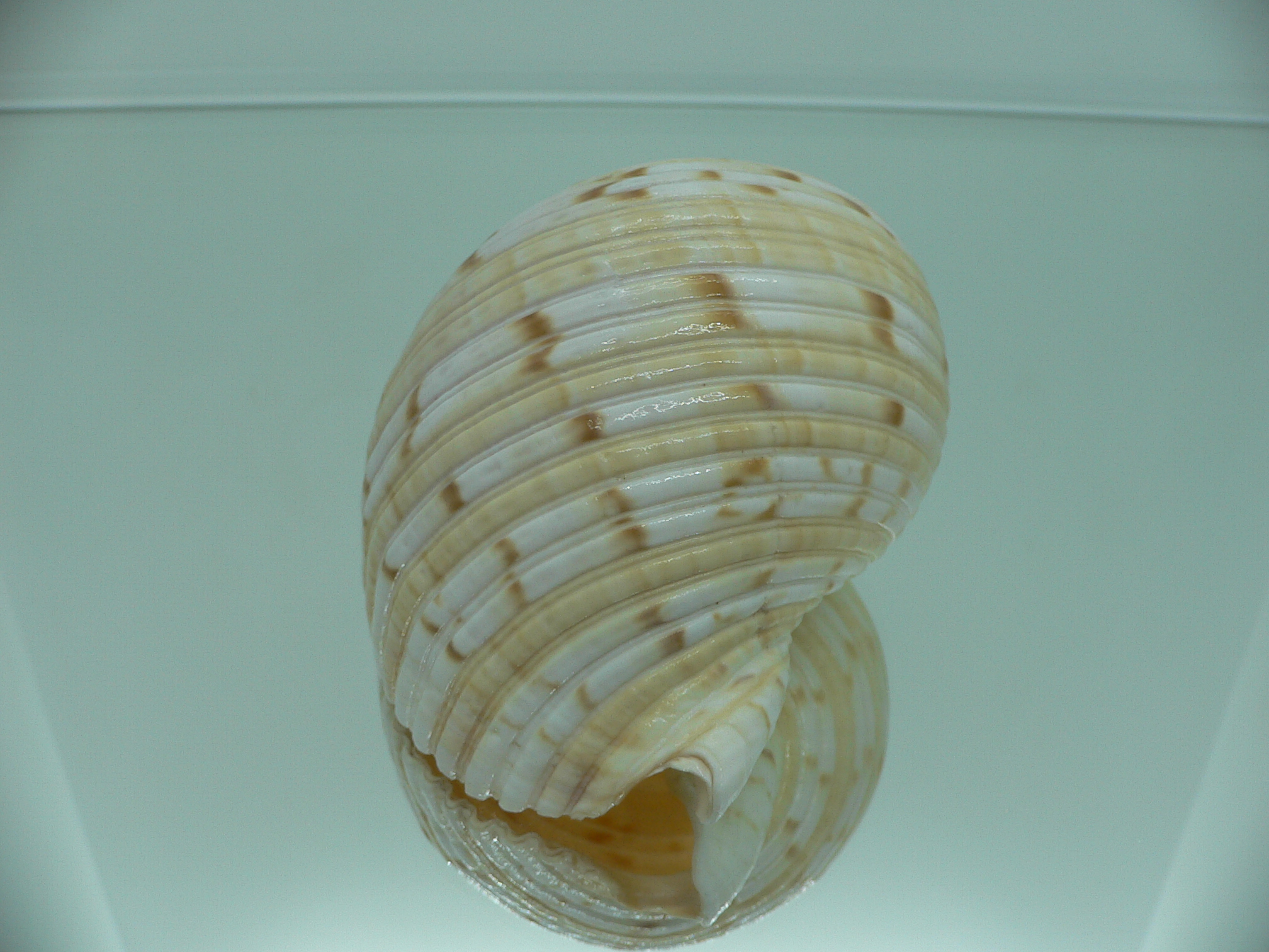 Tonna morrisoni ORNAMENT