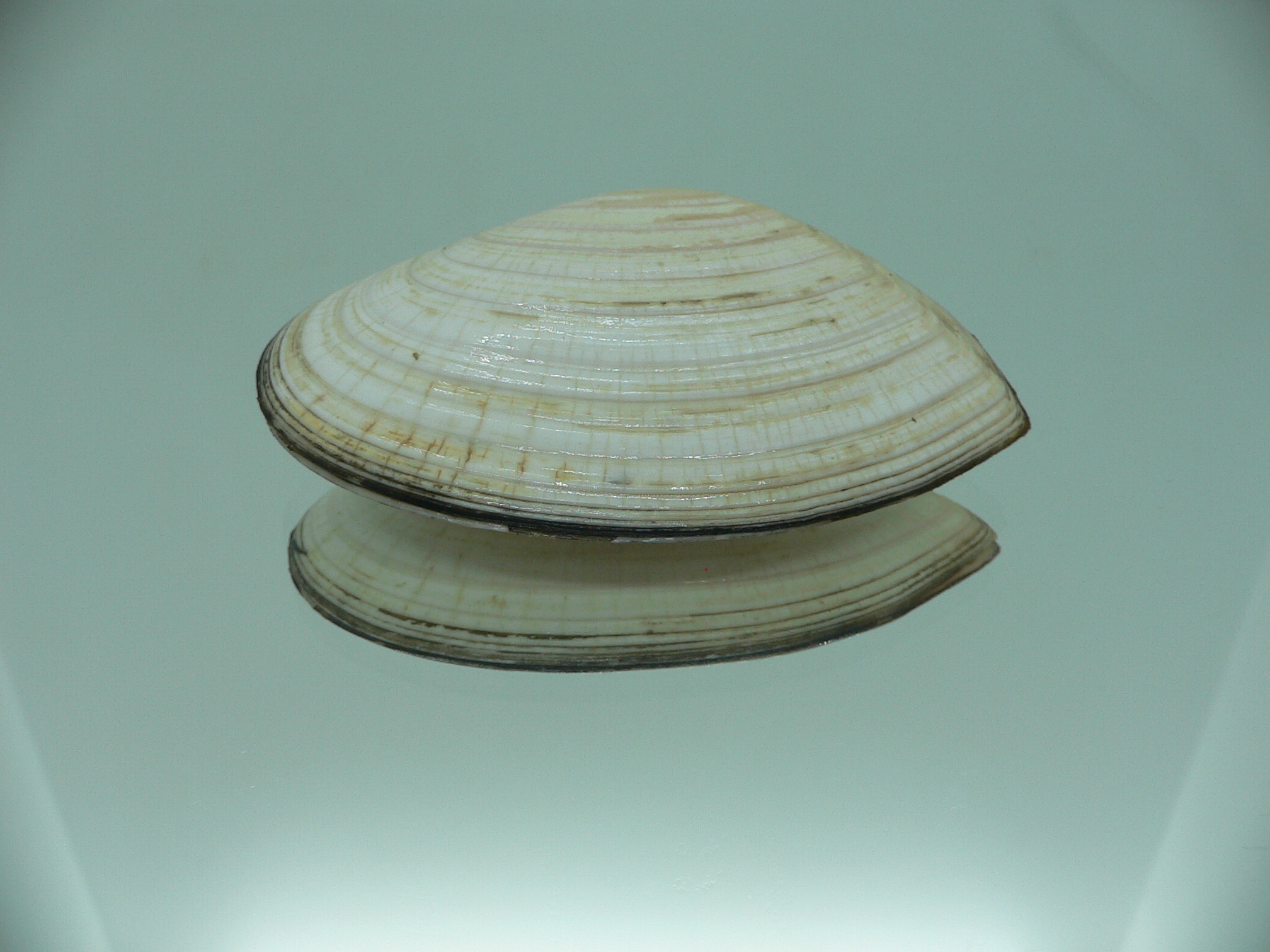 Peronidia venulosa BIG 3