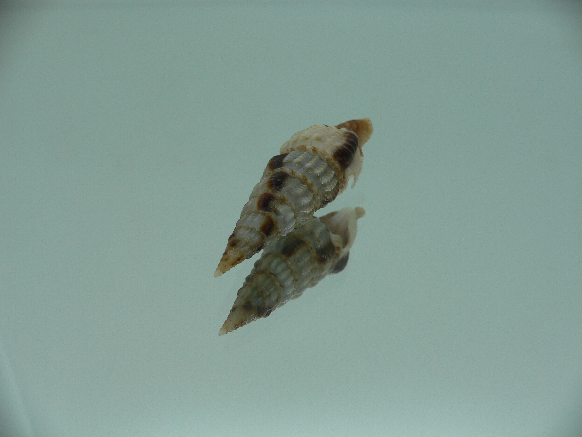 Inquisitor rufovaricosa RARE & MOTLEY