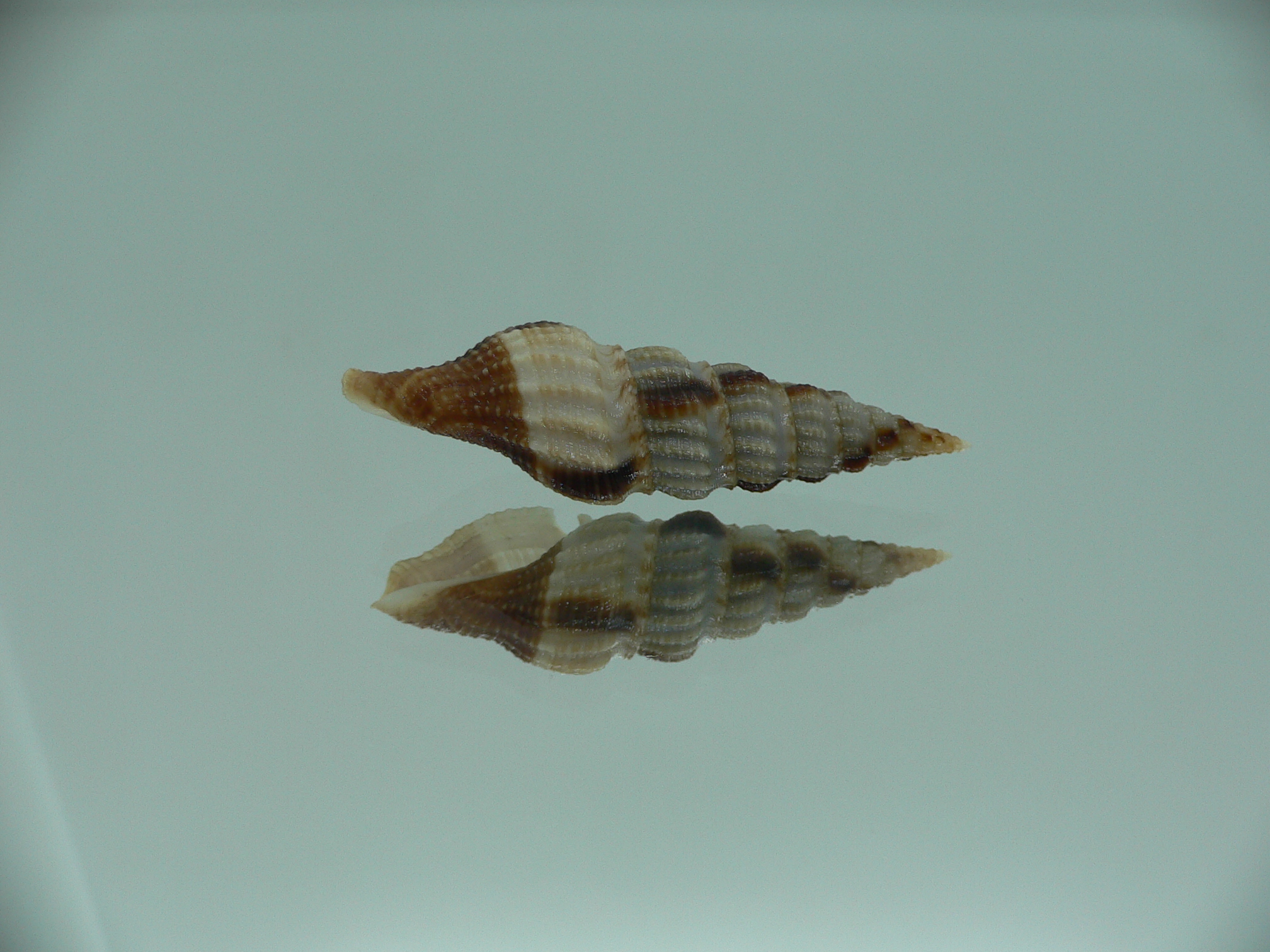 Inquisitor rufovaricosa RARE & MOTLEY