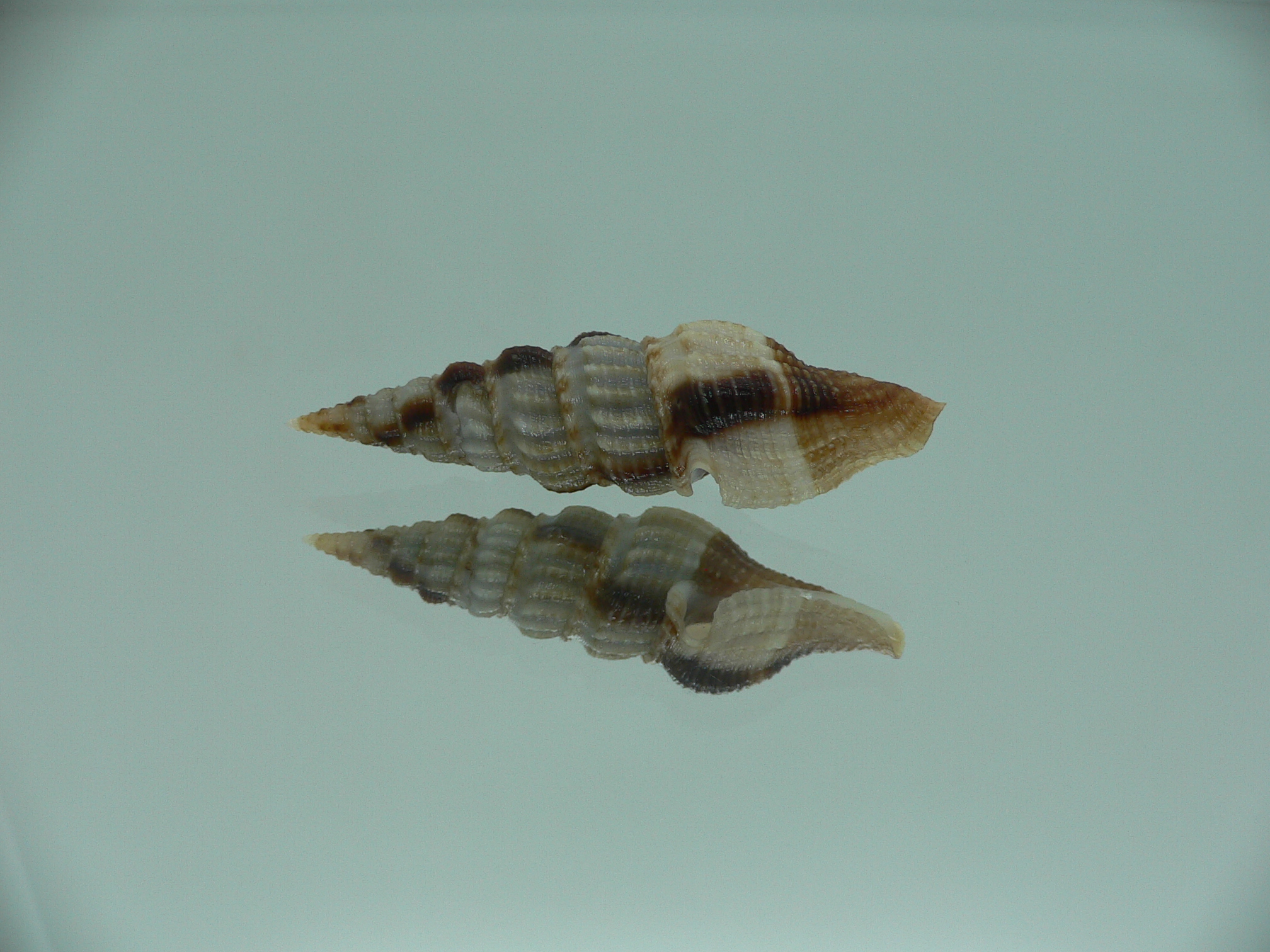 Inquisitor rufovaricosa RARE & MOTLEY