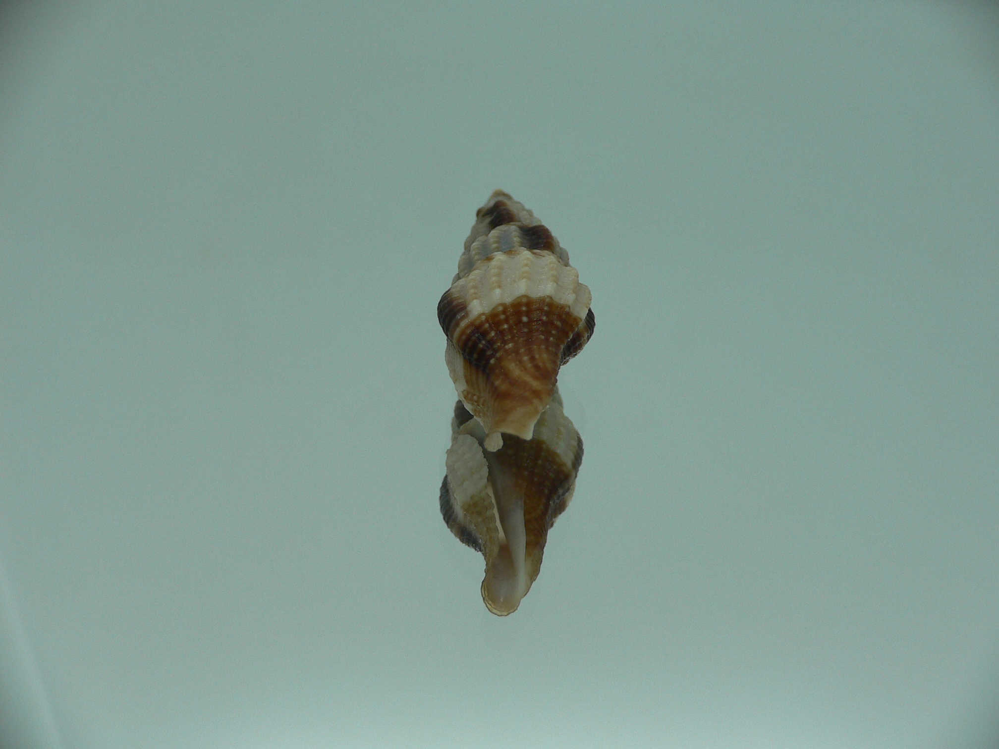 Inquisitor rufovaricosa RARE & MOTLEY
