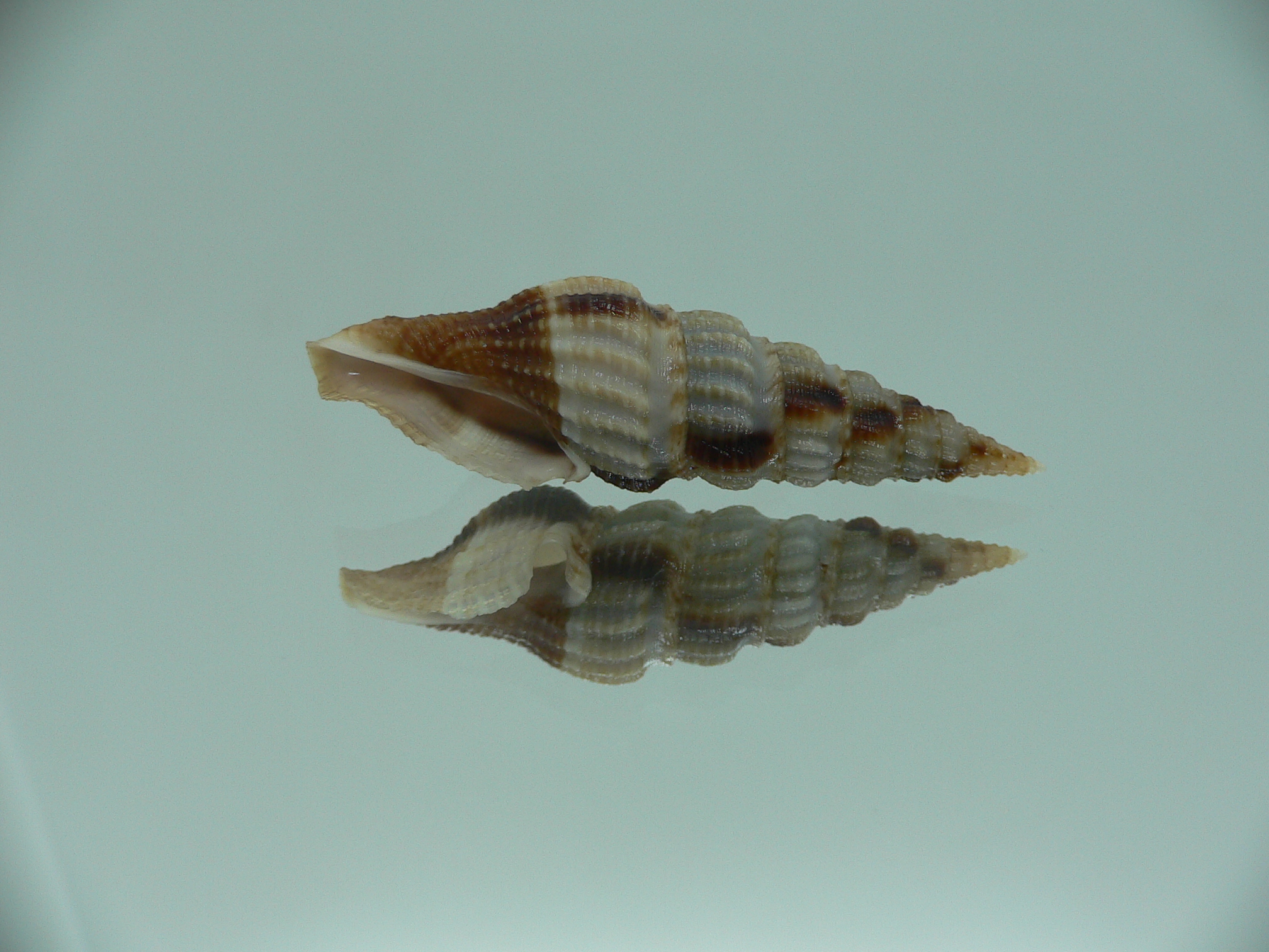 Inquisitor rufovaricosa RARE & MOTLEY