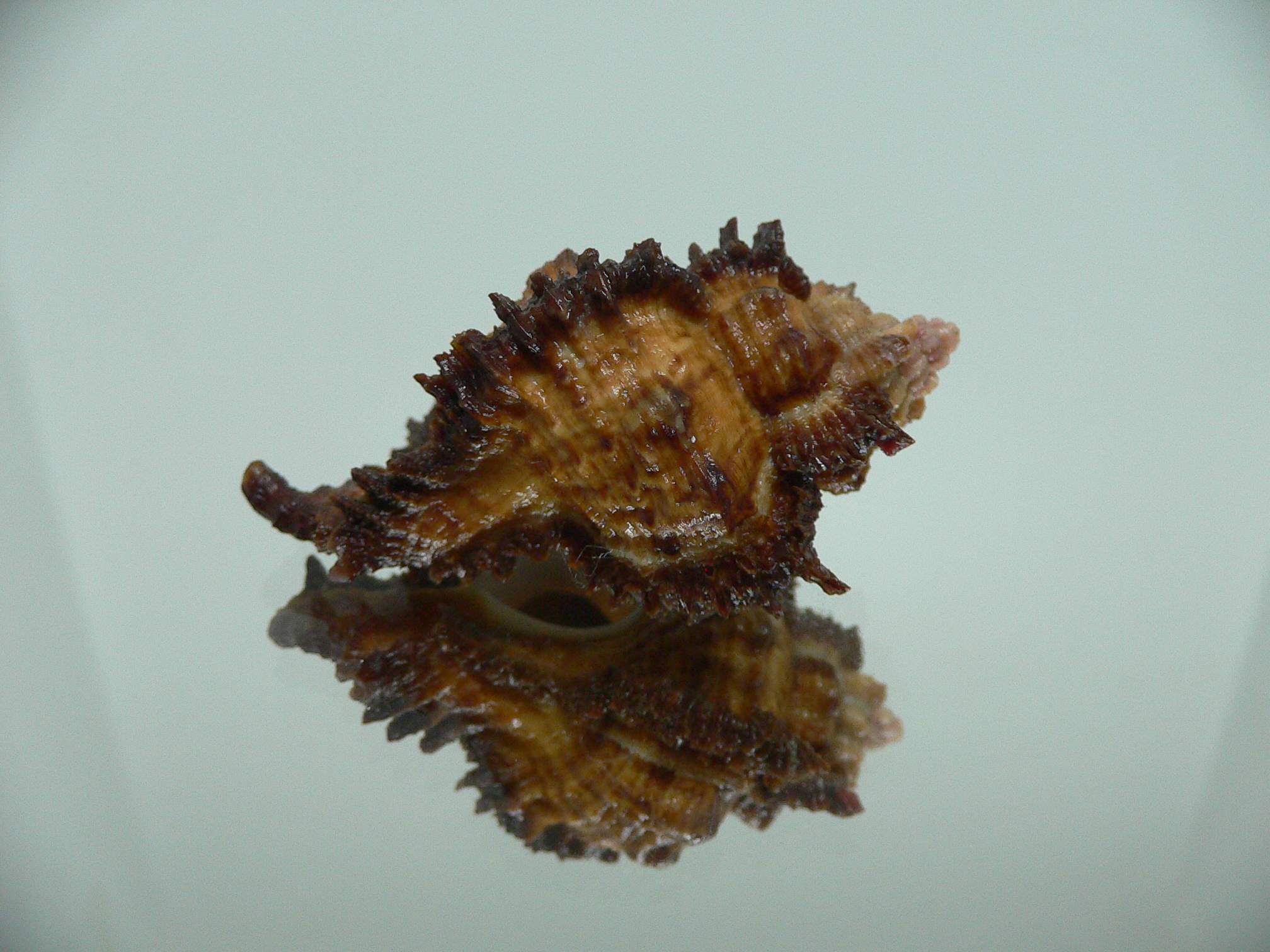 Chicomurex laciniatus