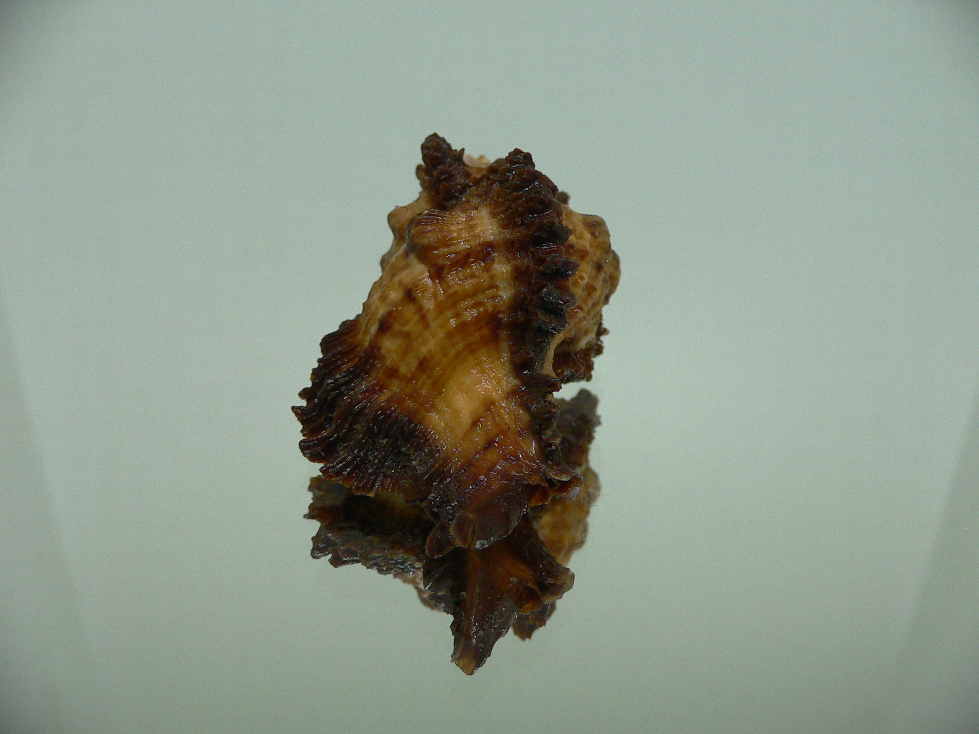 Chicomurex laciniatus
