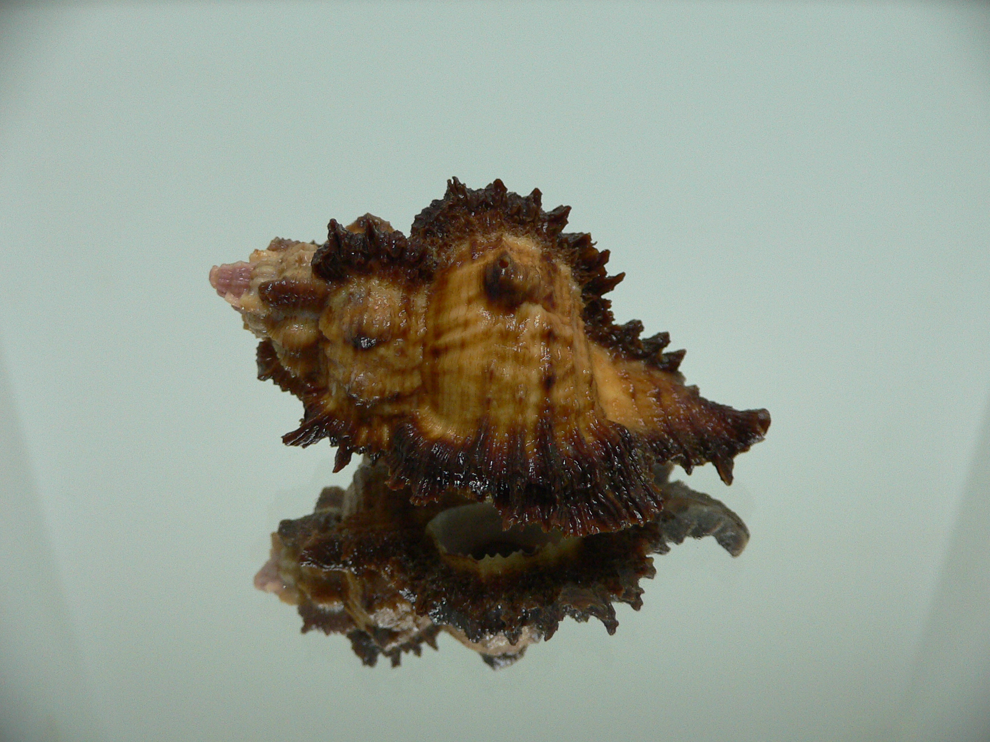 Chicomurex laciniatus