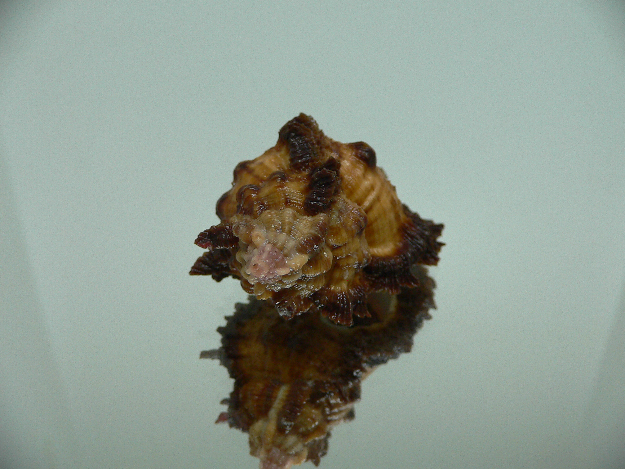 Chicomurex laciniatus