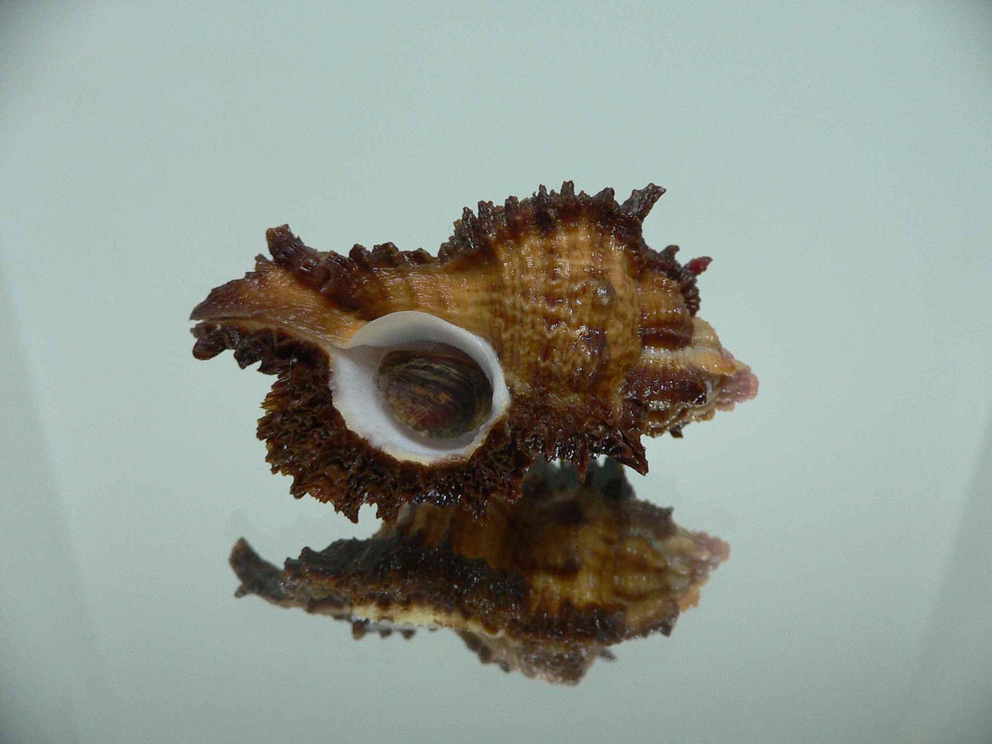 Chicomurex laciniatus