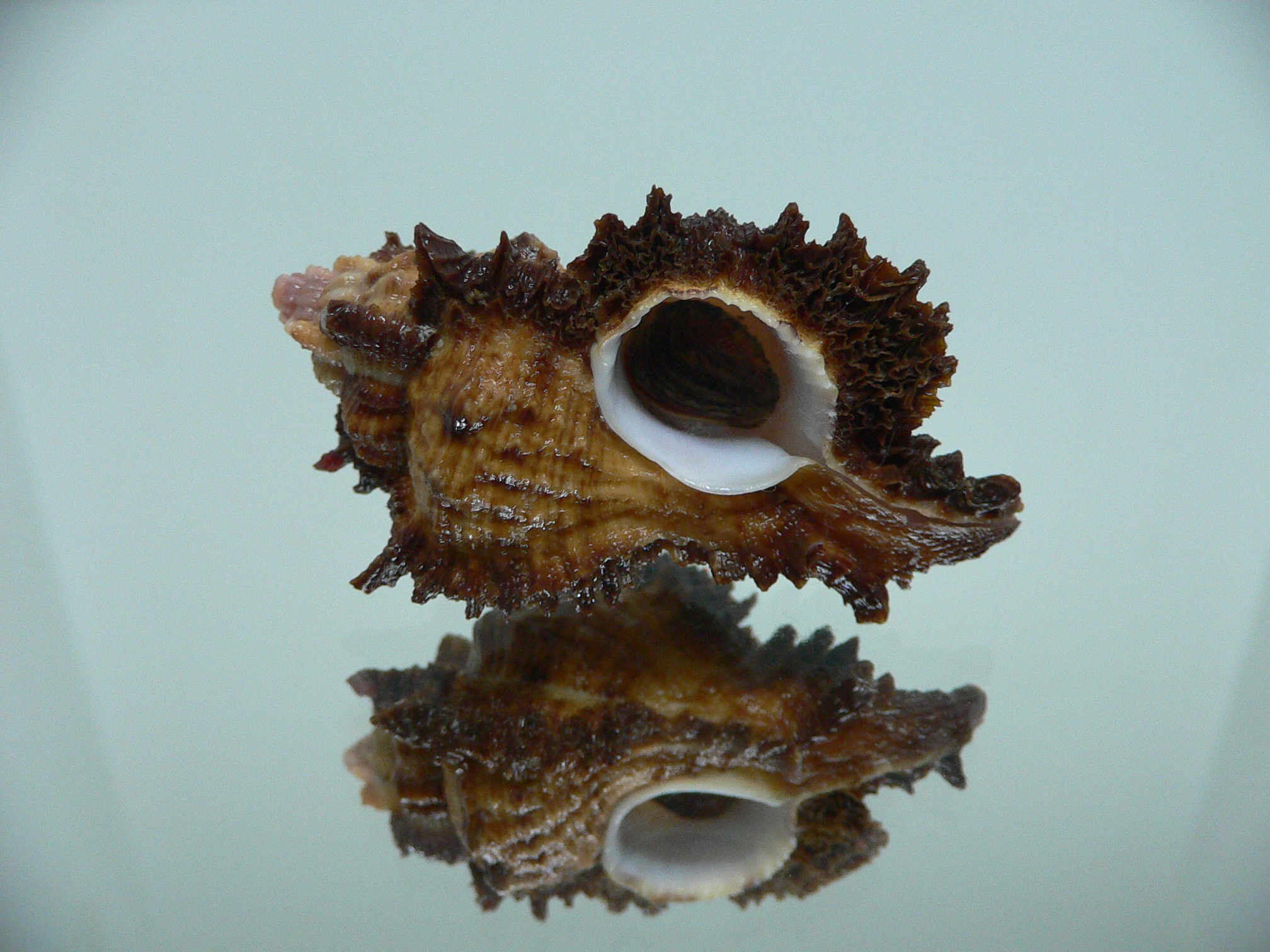 Chicomurex laciniatus