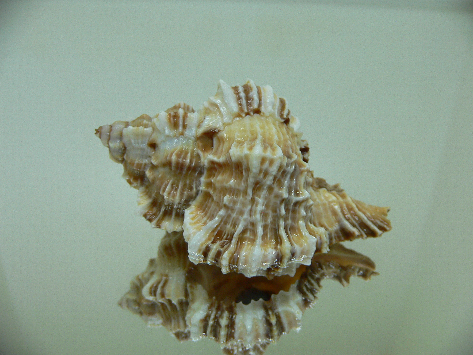 Phyllonotus pomum