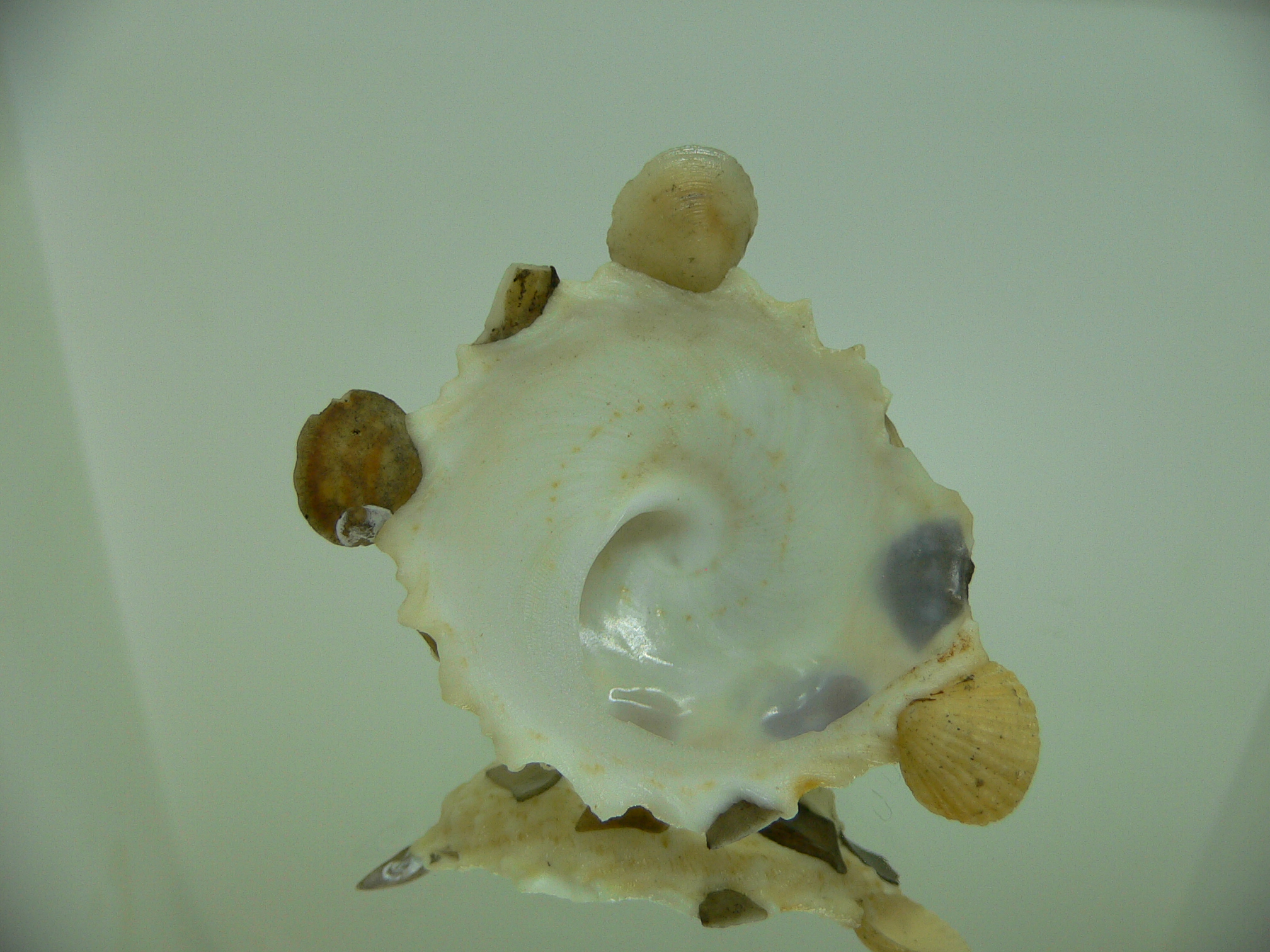 Xenophora tenuis VERY BIG & EARS