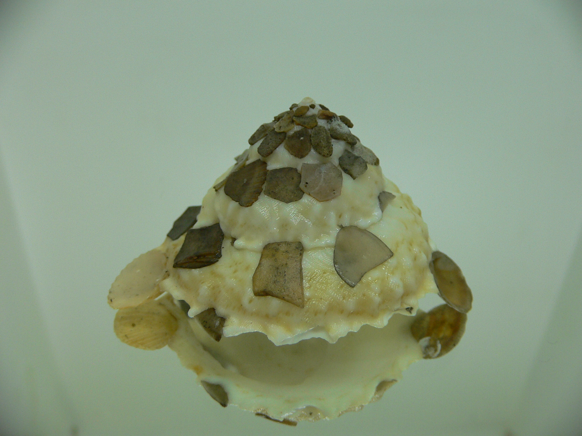Xenophora tenuis VERY BIG & EARS