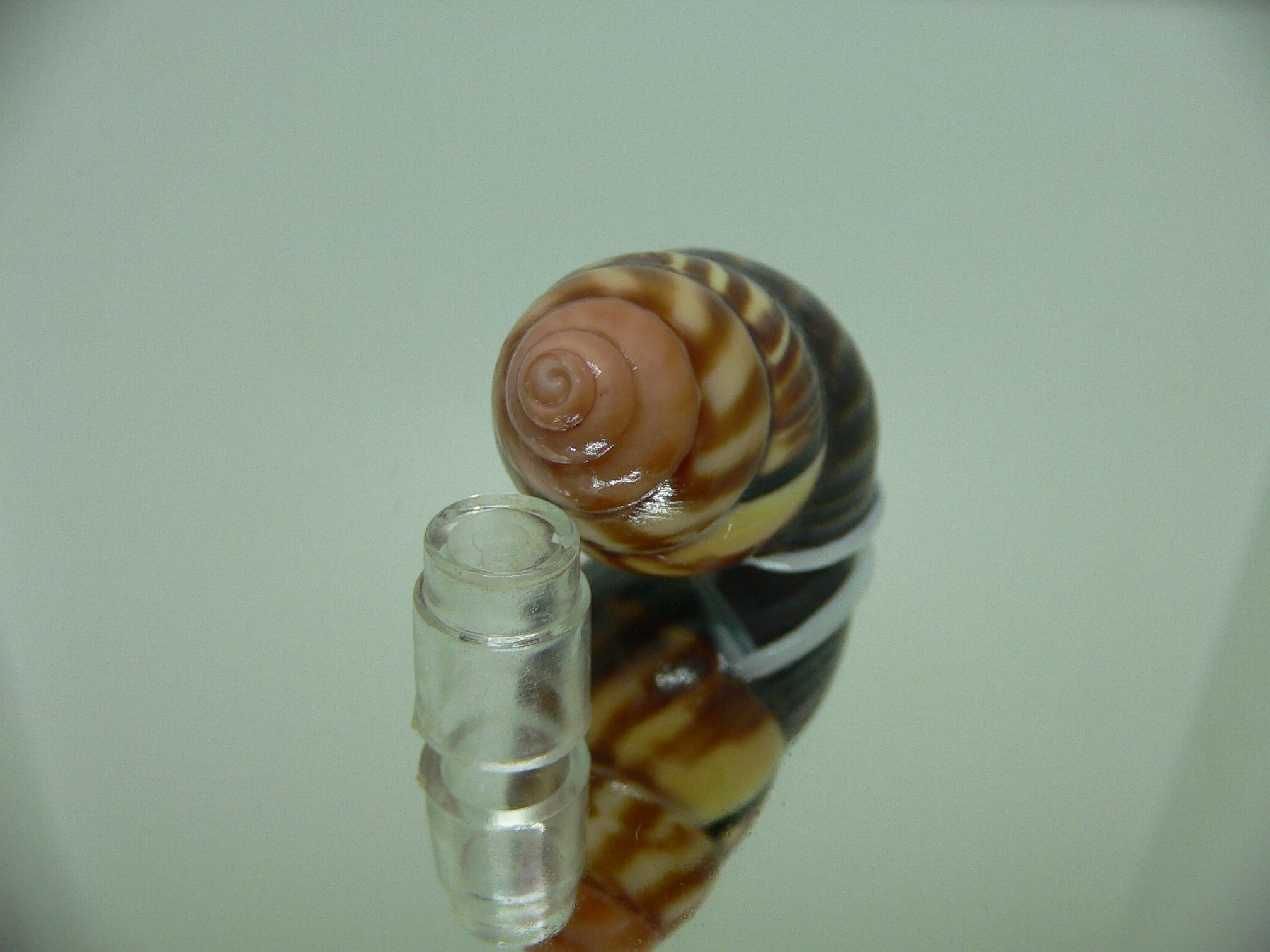 Amphidromus perversus melanoma COLOR