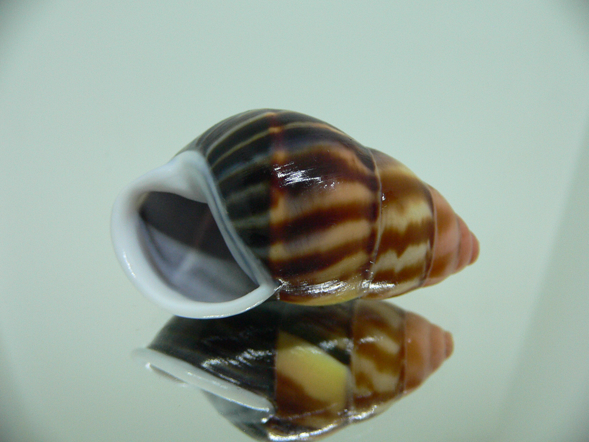 Amphidromus perversus melanoma COLOR