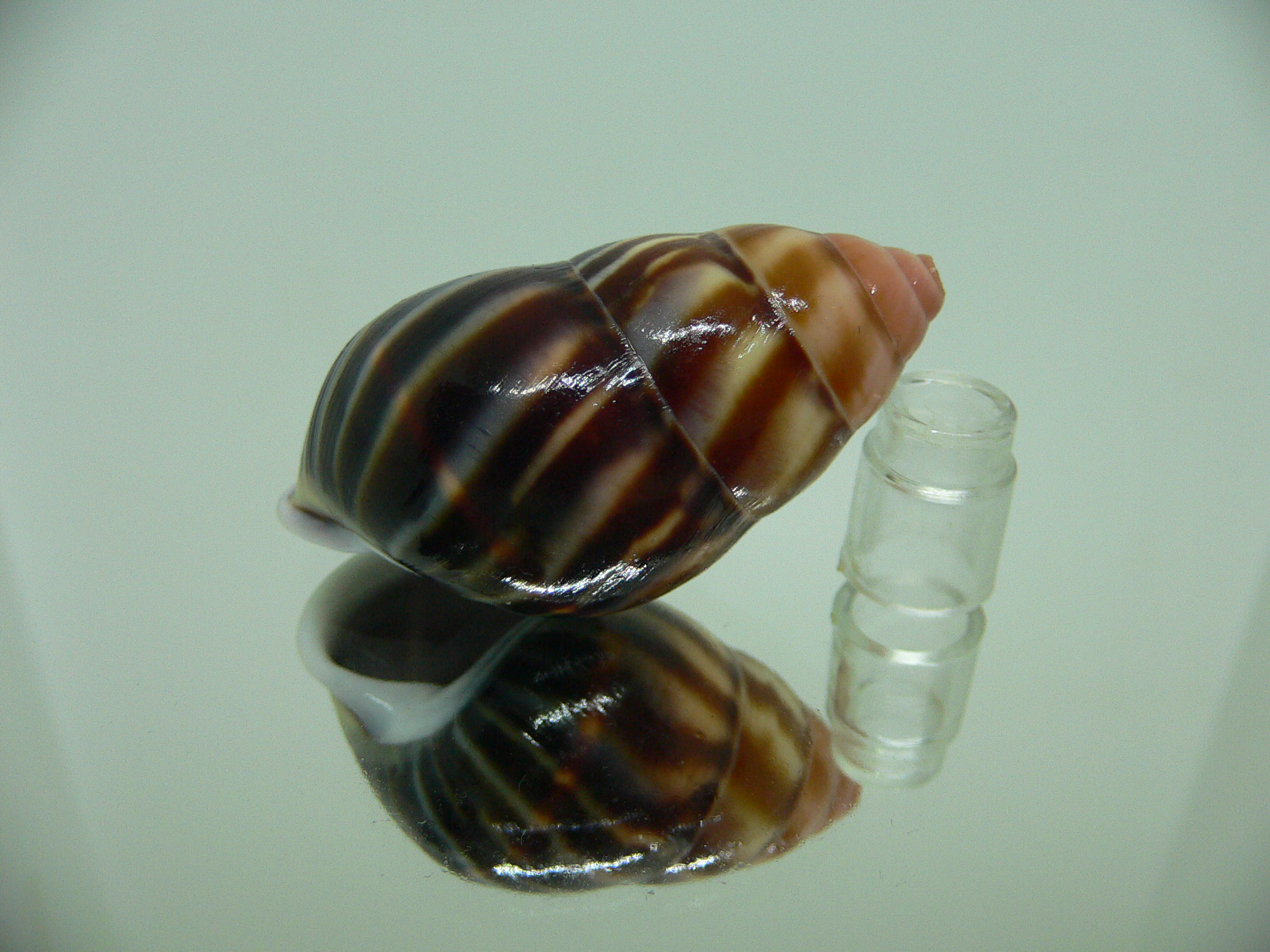 Amphidromus perversus melanoma COLOR