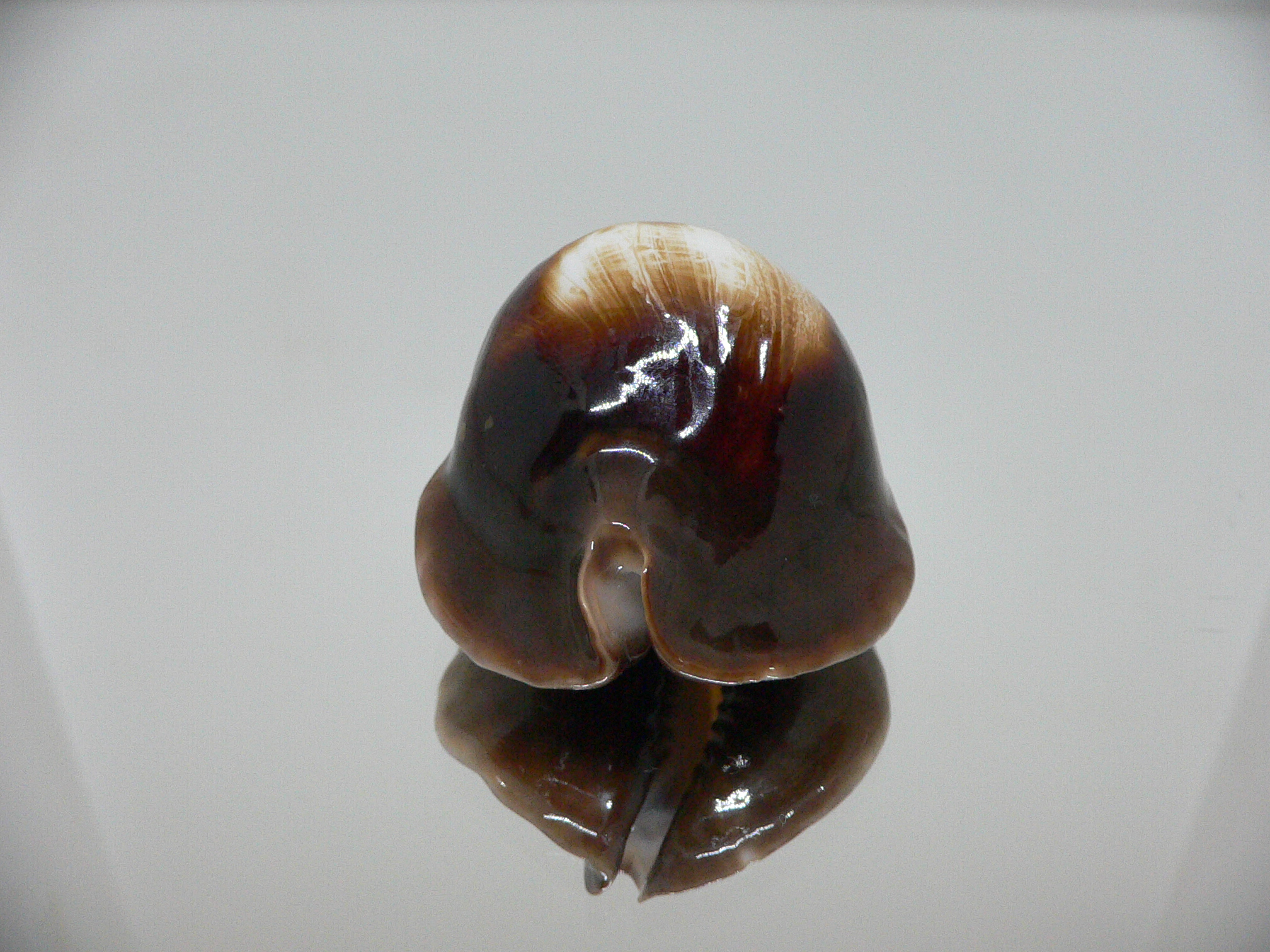 Zoila rosselli rosselli GOOD SIZE & TURTLE