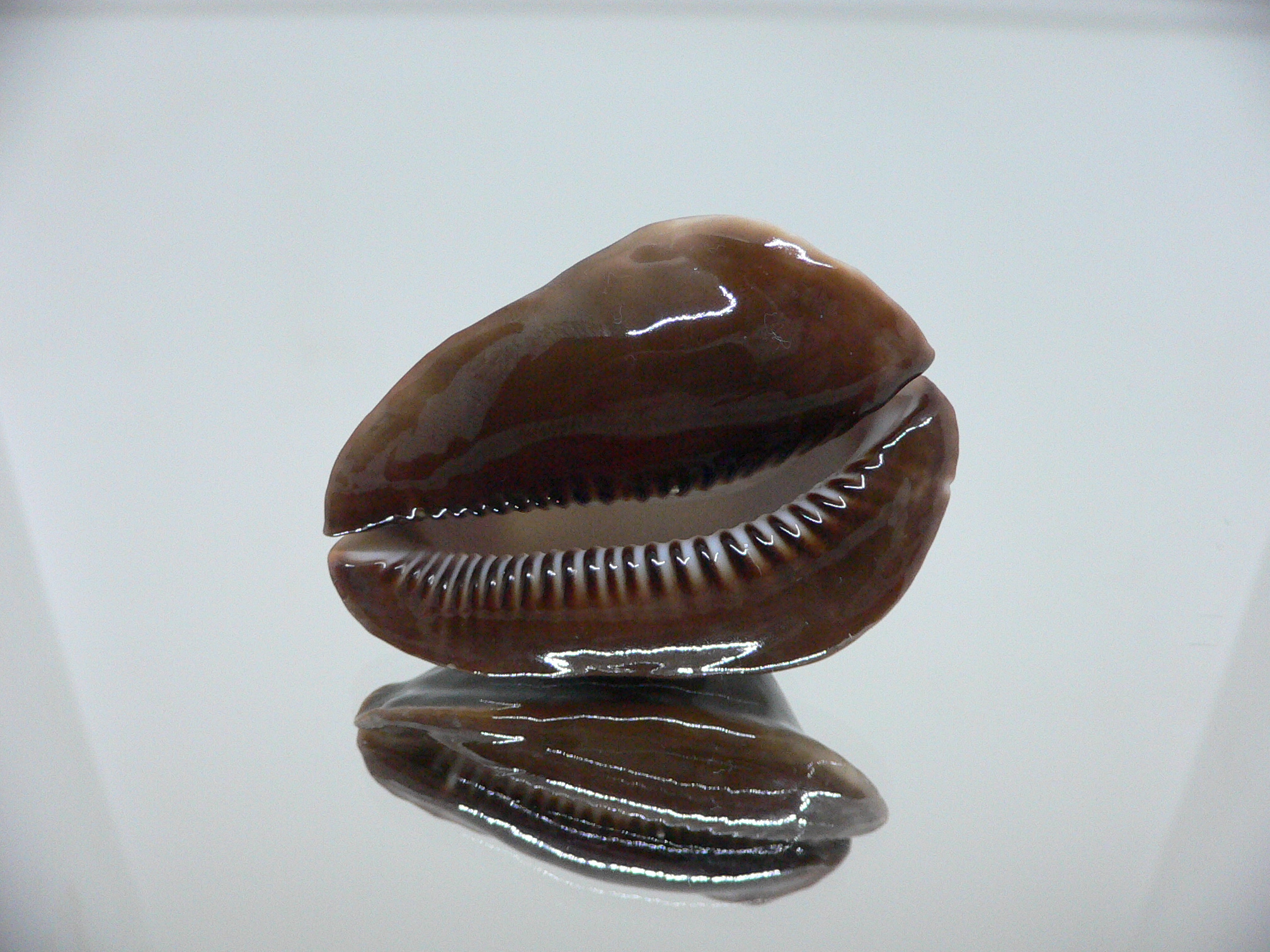 Zoila rosselli rosselli GOOD SIZE & TURTLE