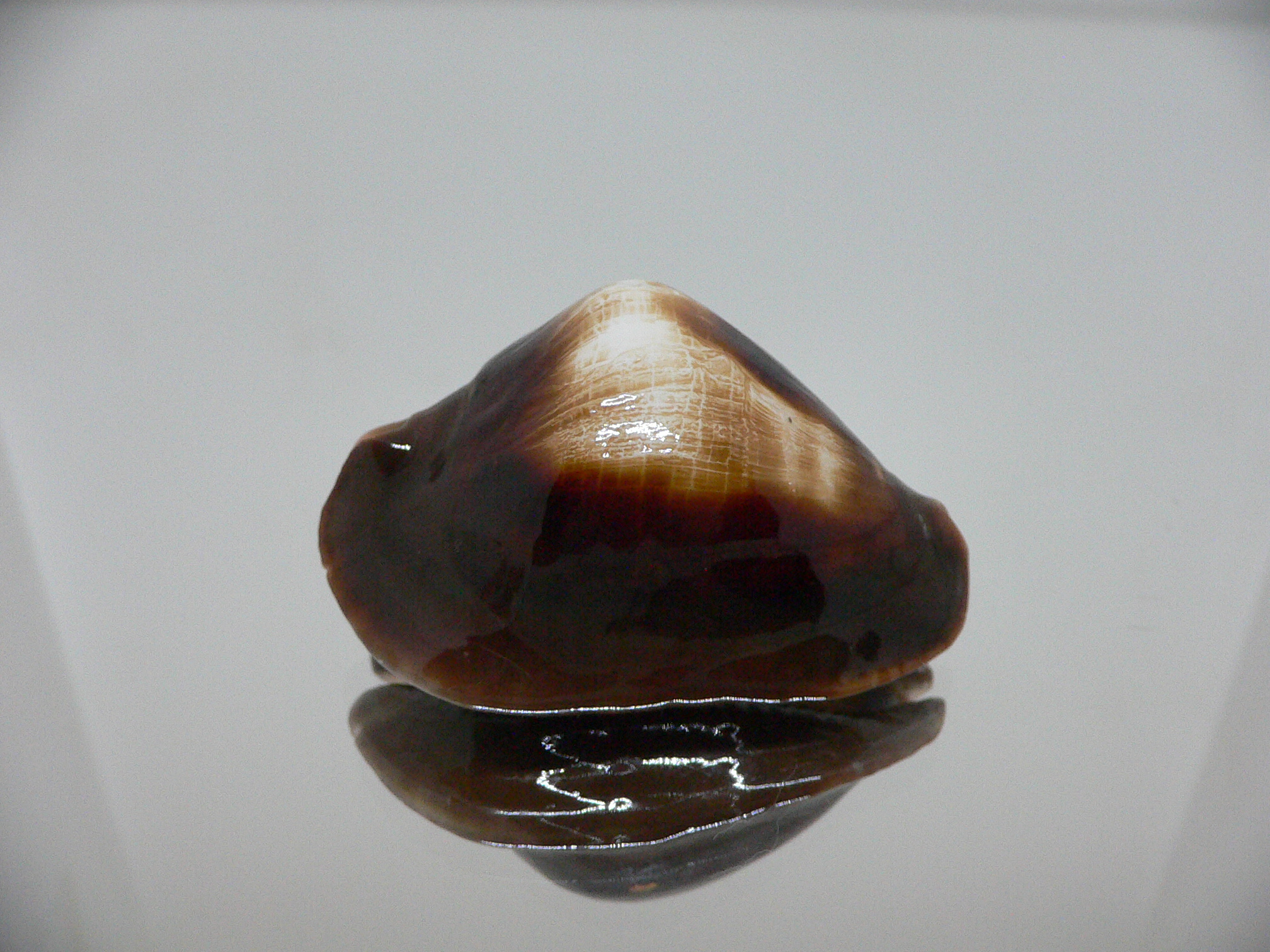 Zoila rosselli rosselli GOOD SIZE & TURTLE