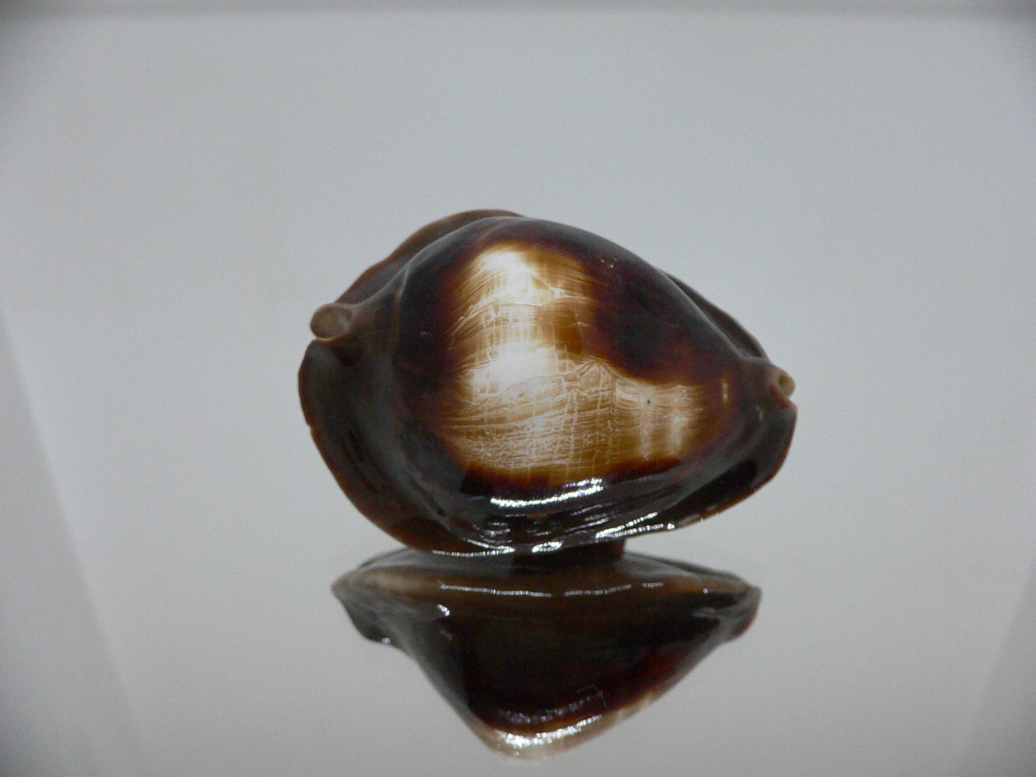 Zoila rosselli rosselli GOOD SIZE & TURTLE