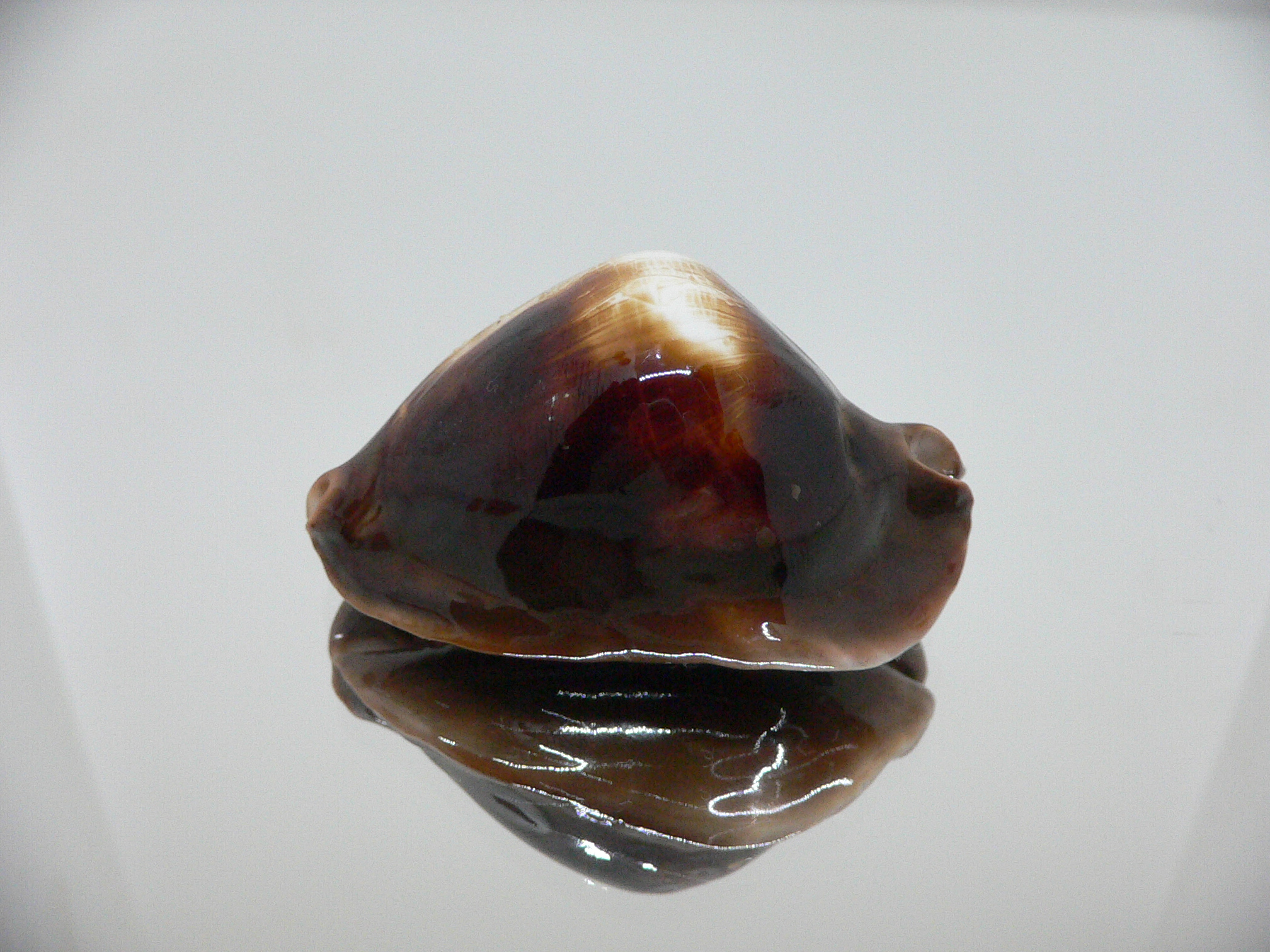 Zoila rosselli rosselli GOOD SIZE & TURTLE