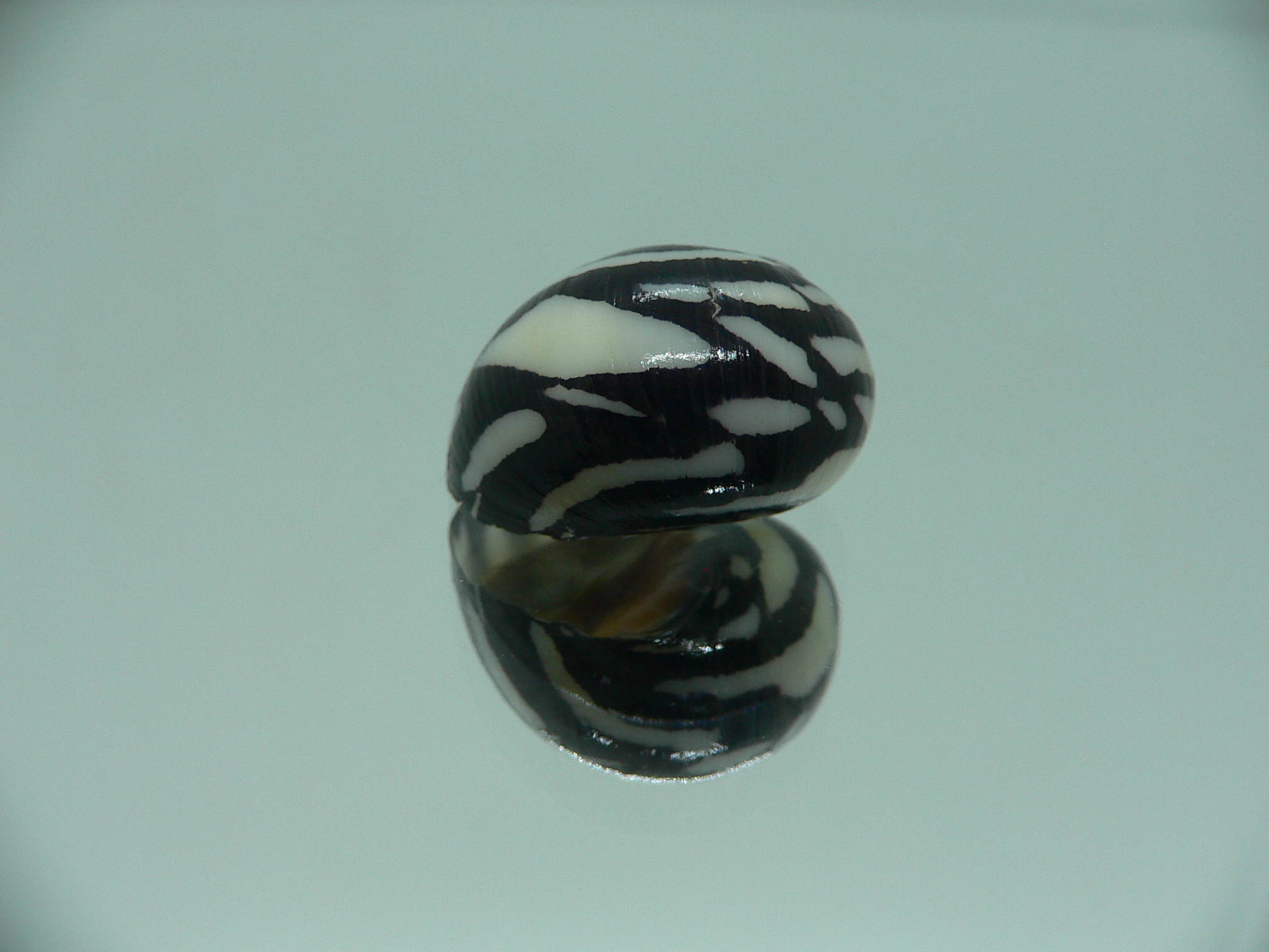 Neritodryas dubia DARK & ZIGZAG