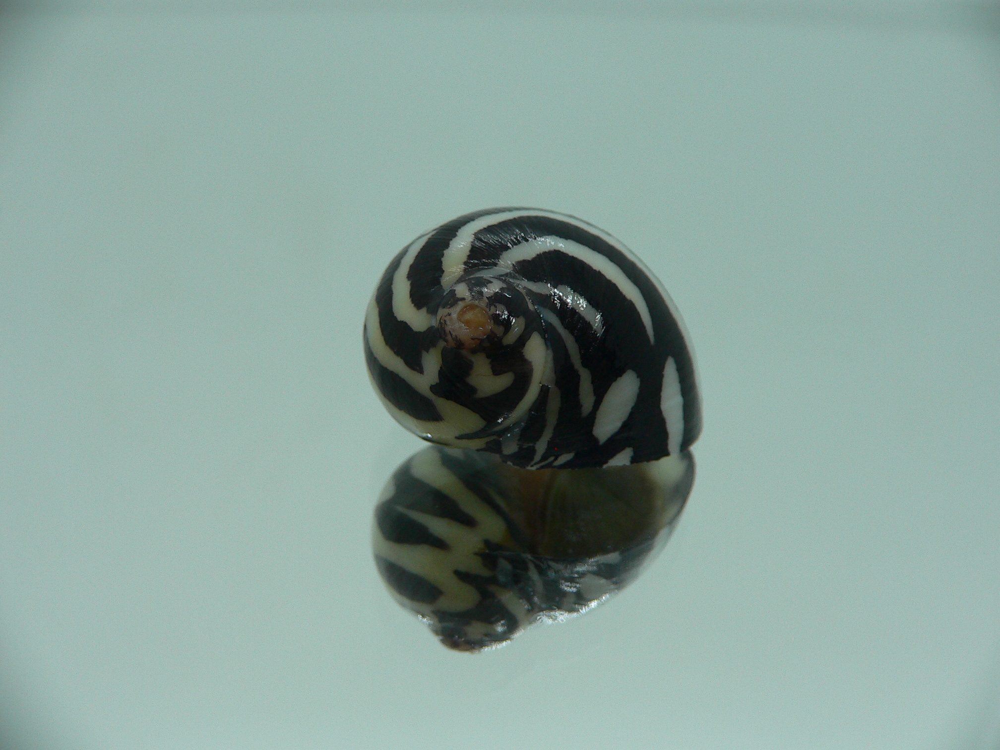 Neritodryas dubia DARK & ZIGZAG