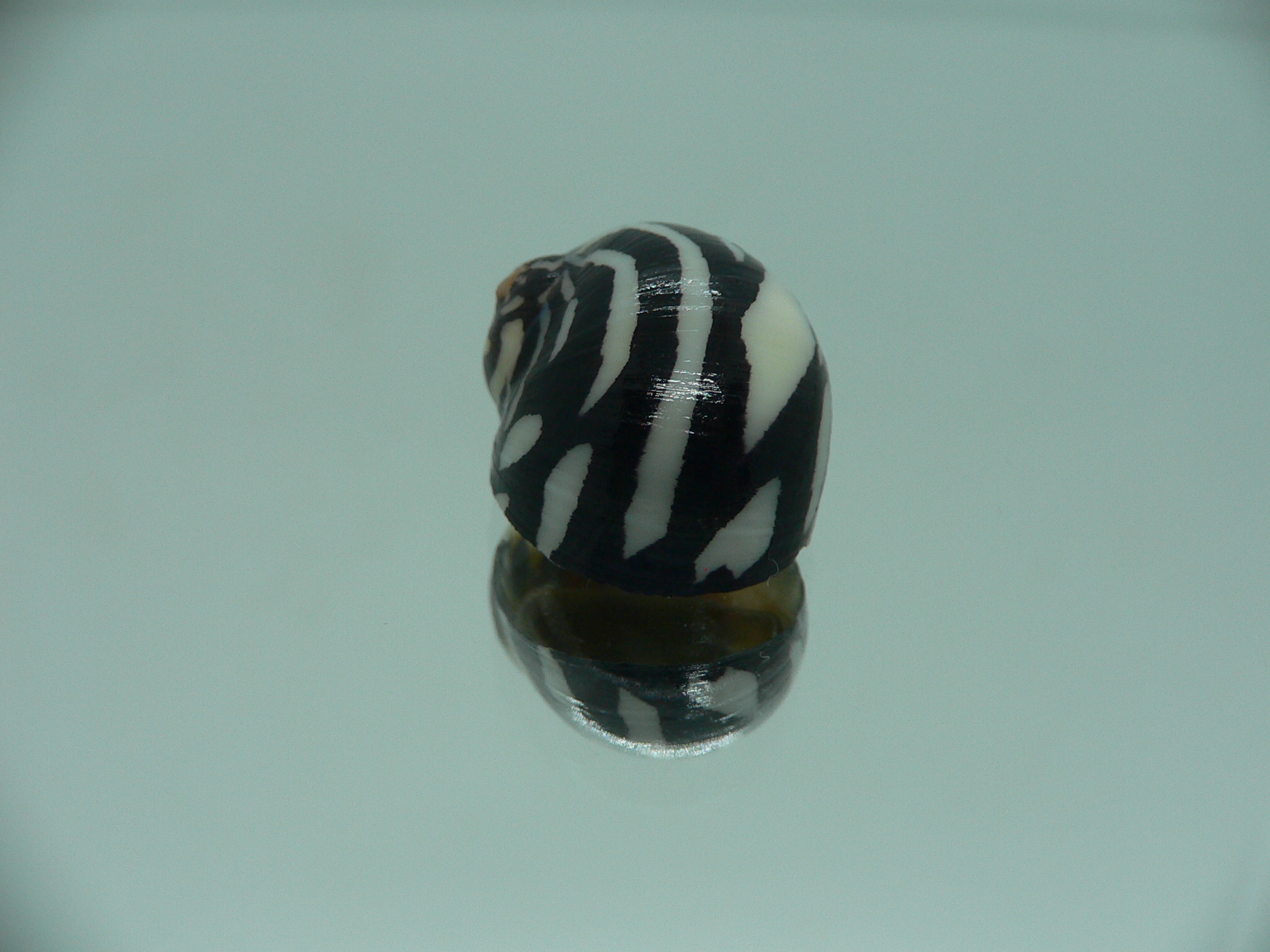 Neritodryas dubia DARK & ZIGZAG