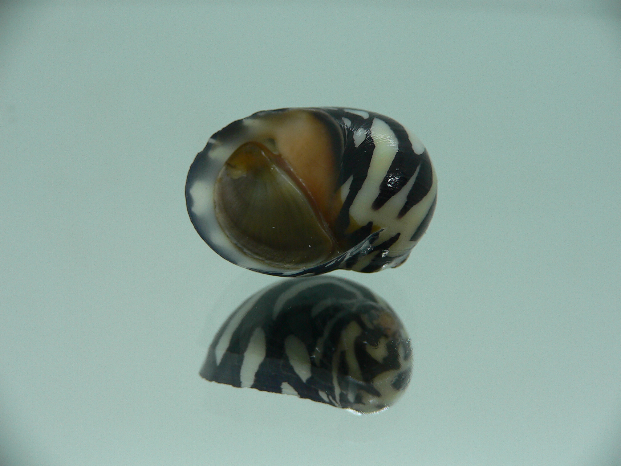 Neritodryas dubia DARK & ZIGZAG