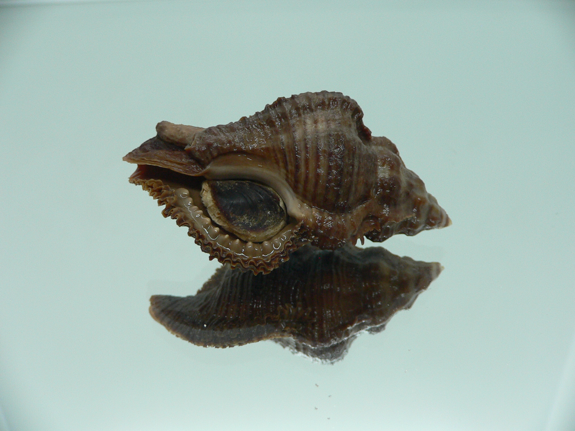 Chicoreus capucinus DARK