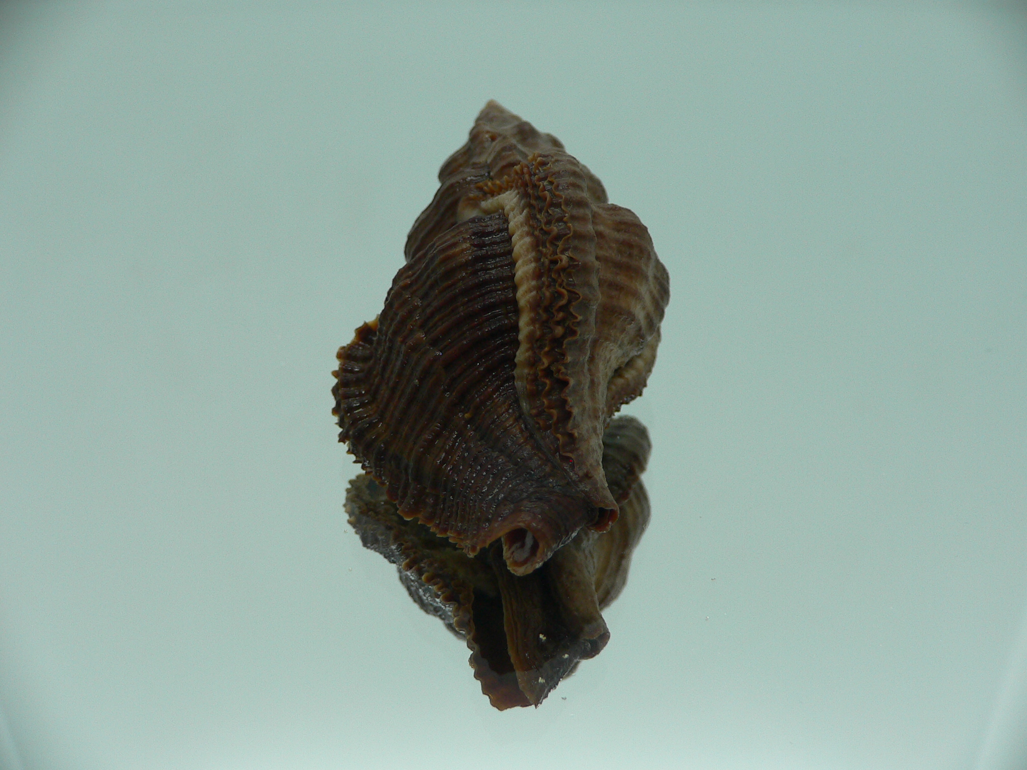 Chicoreus capucinus DARK
