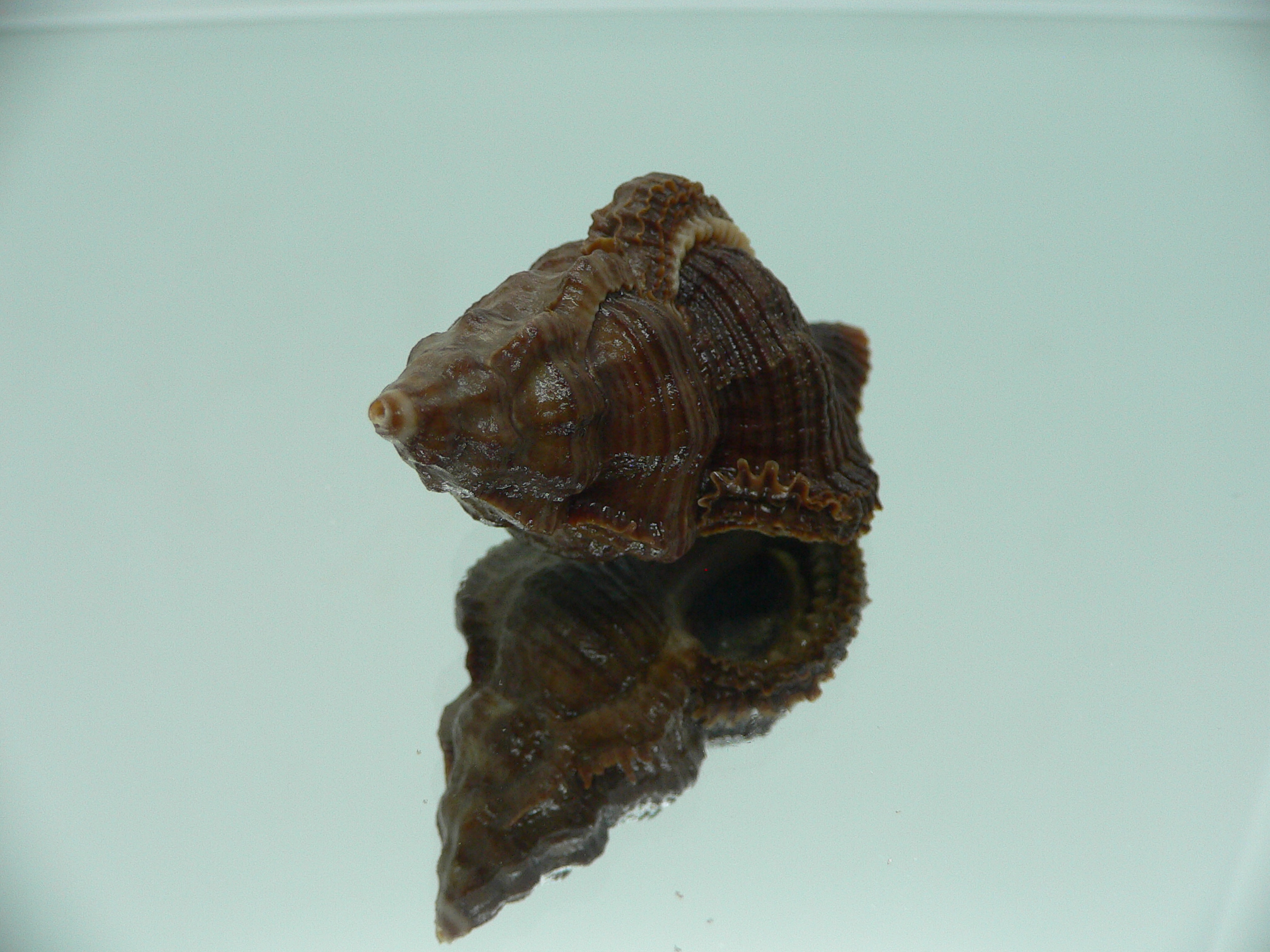 Chicoreus capucinus DARK