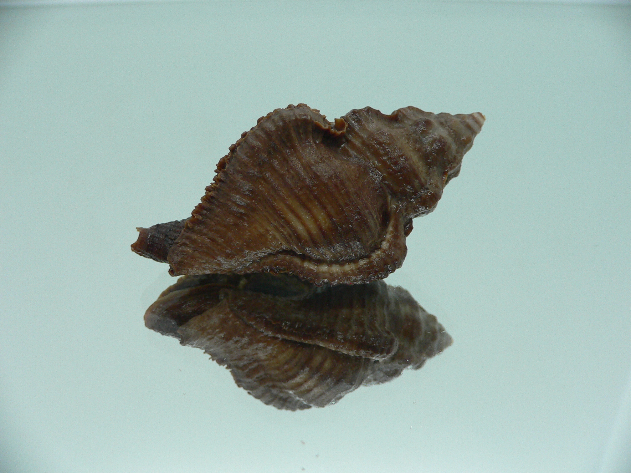 Chicoreus capucinus DARK