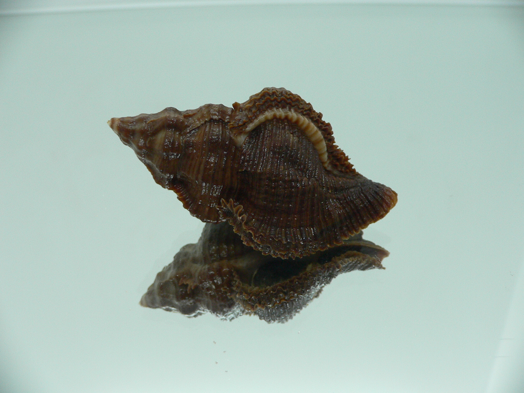 Chicoreus capucinus DARK