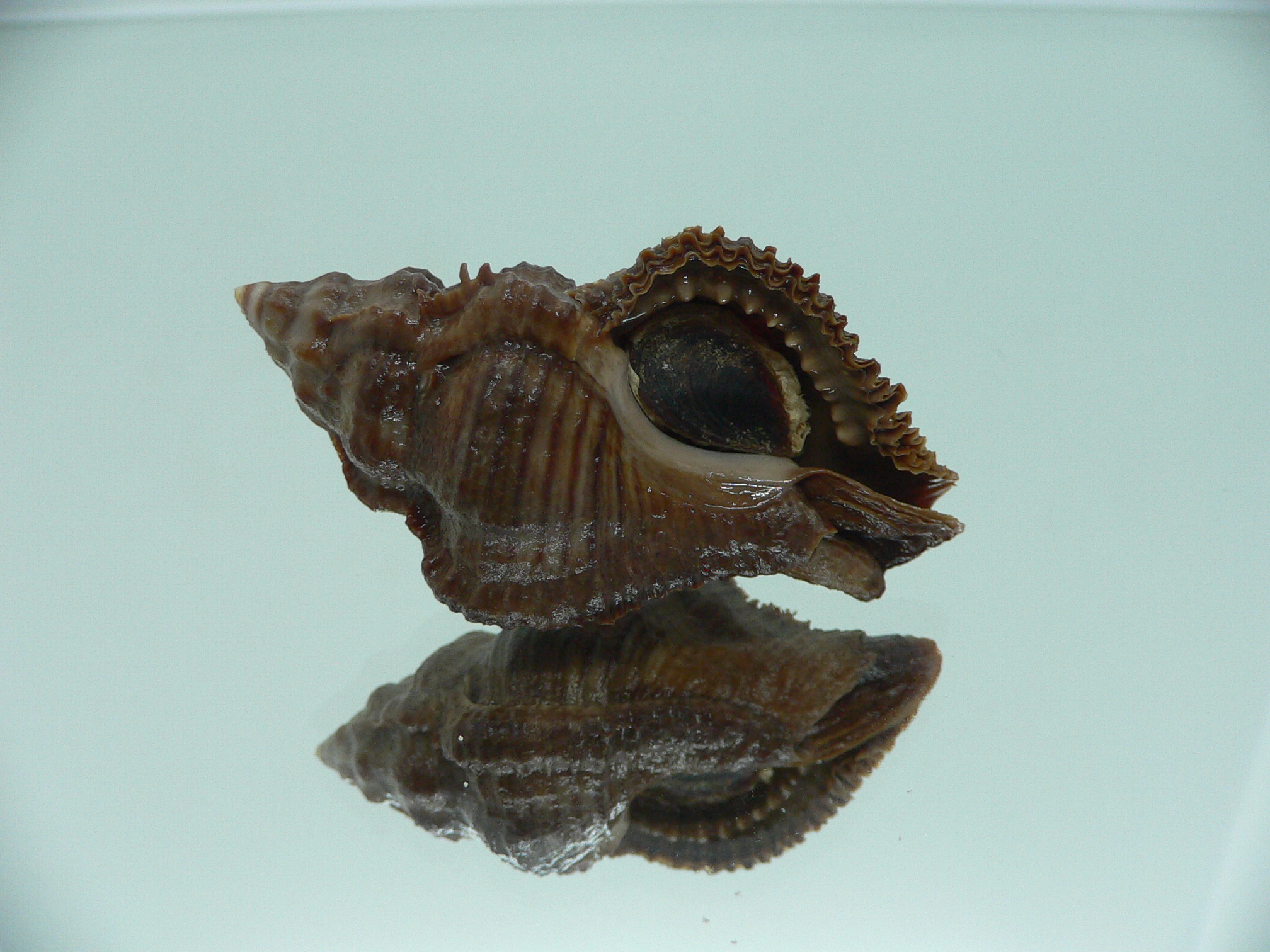 Chicoreus capucinus DARK