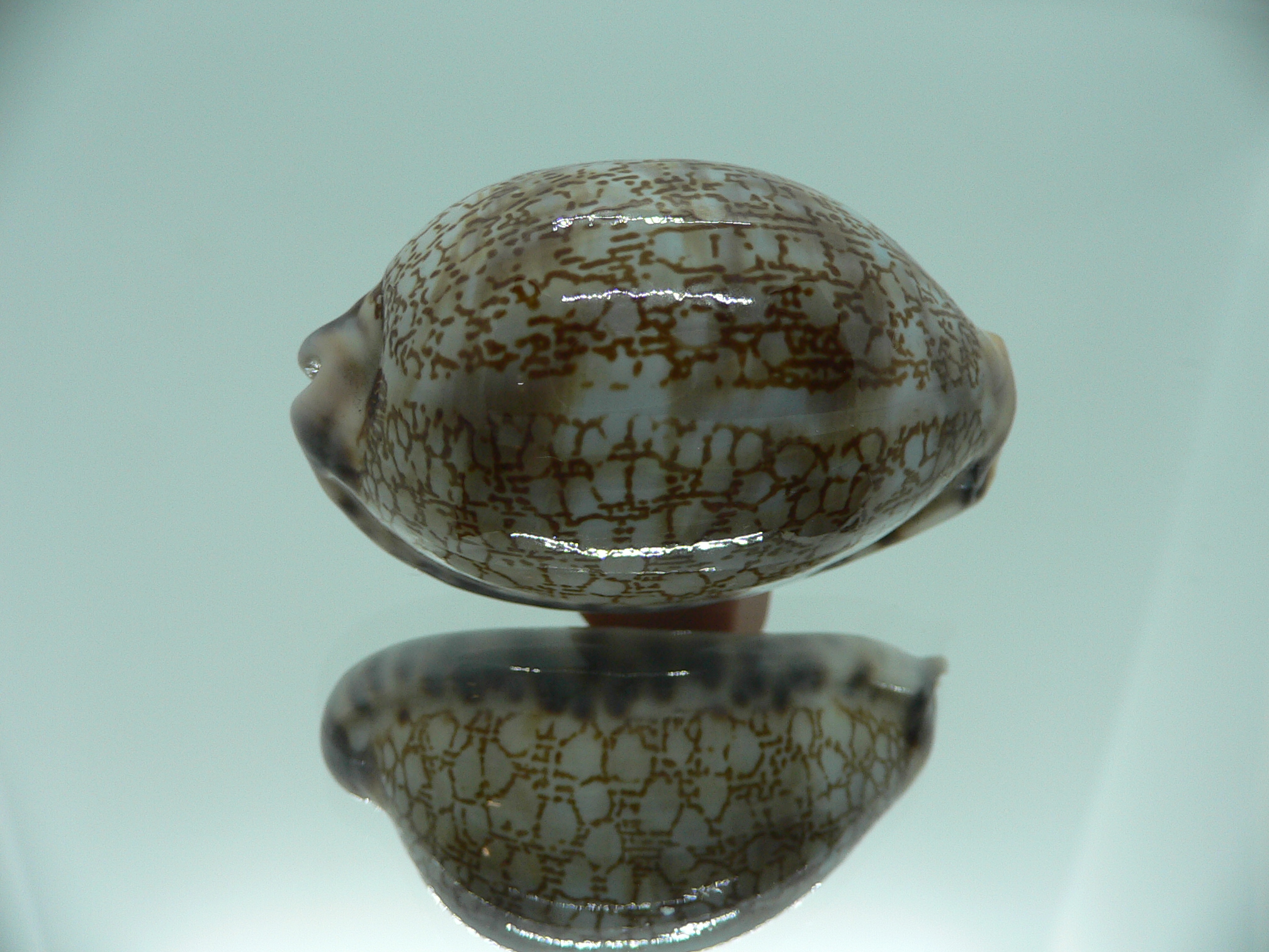 Cypraea histrio SUPER & ELONGATE