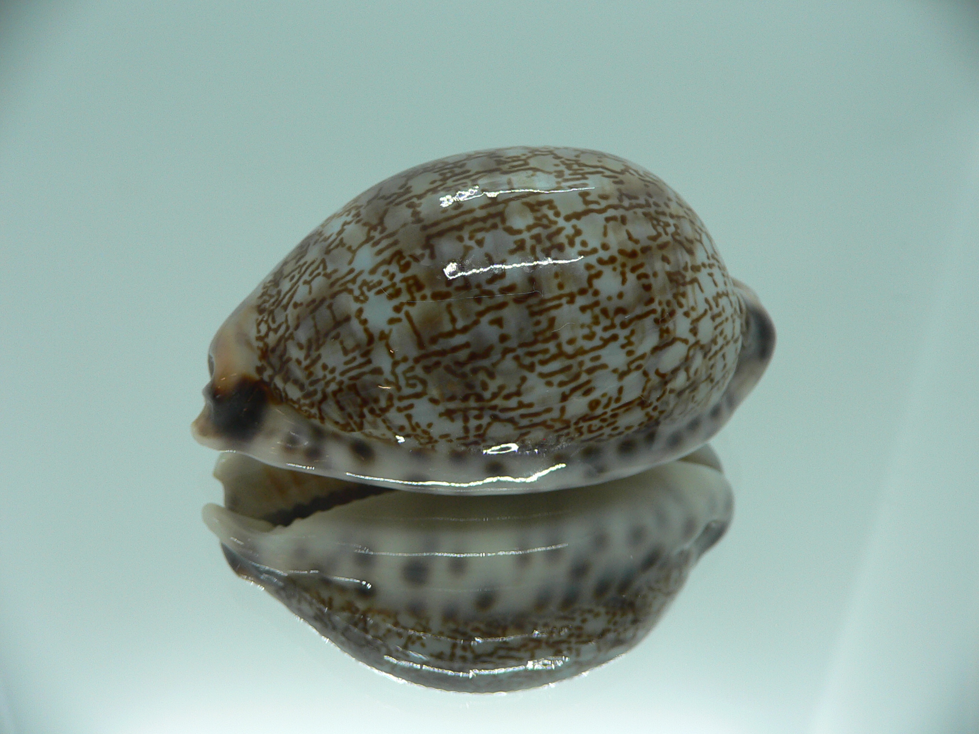 Cypraea histrio SUPER & ELONGATE