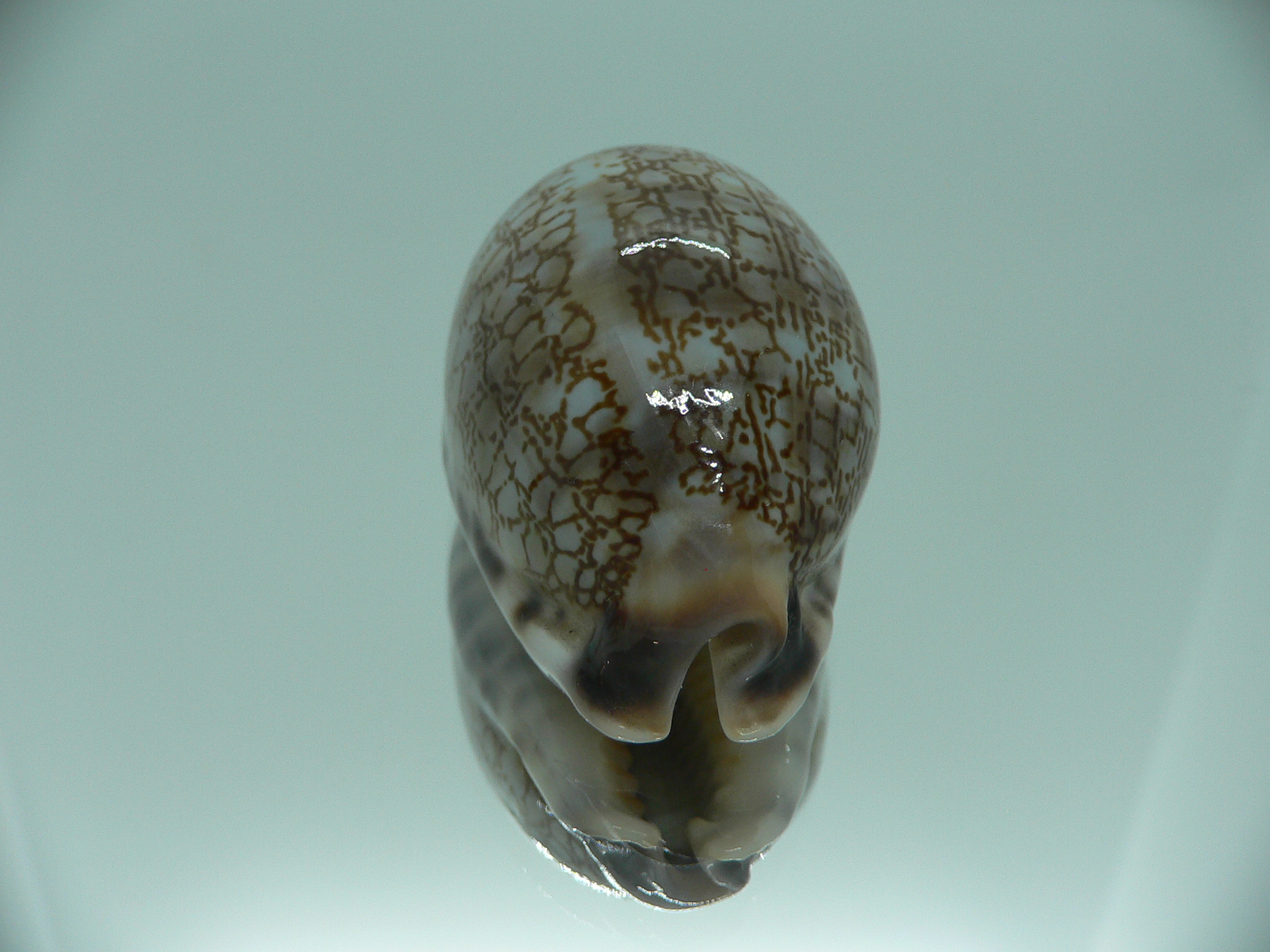 Cypraea histrio SUPER & ELONGATE