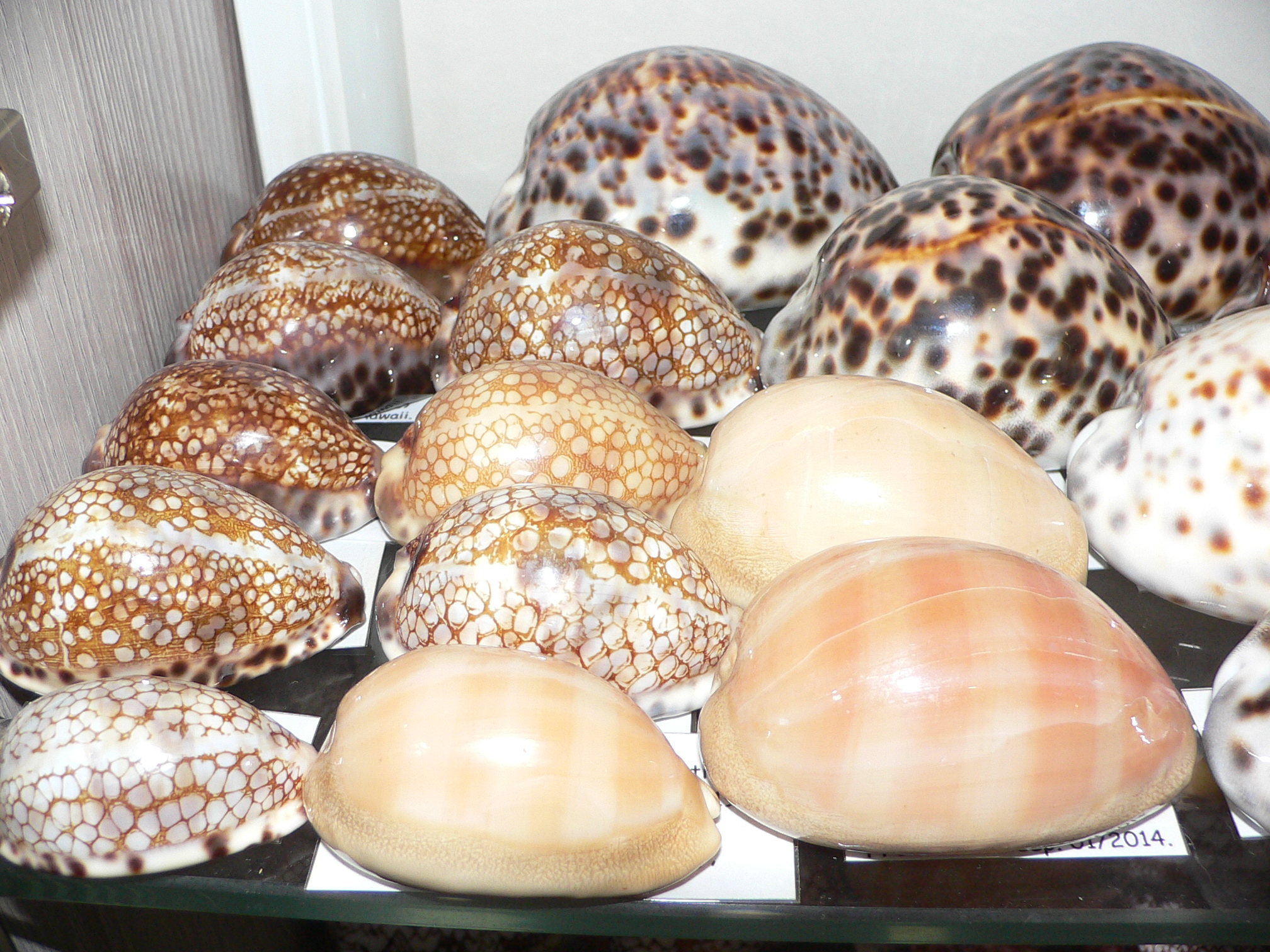 Cypraea histrio SUPER & ELONGATE