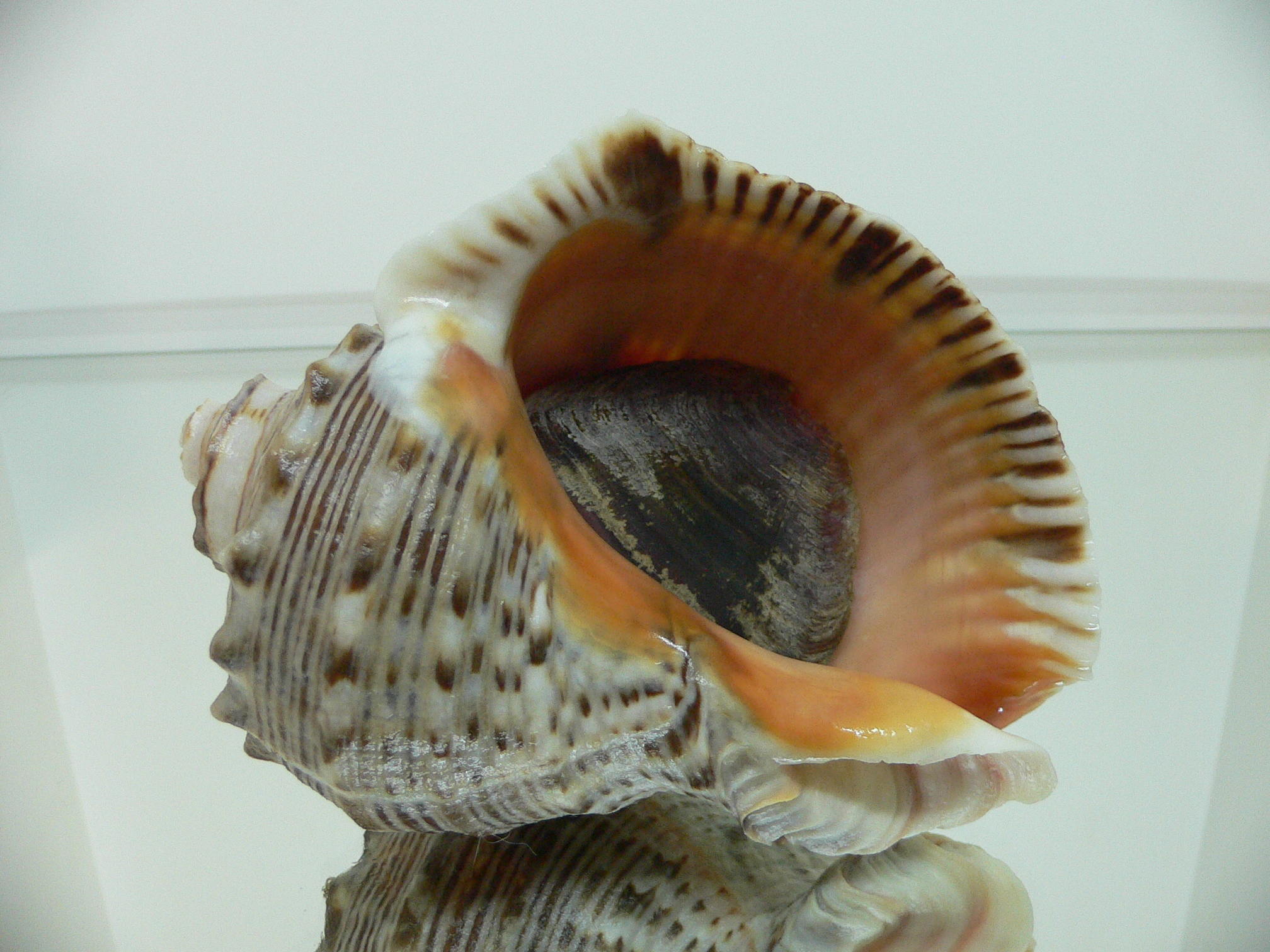 Rapana venosa MOTLEY & WHITE