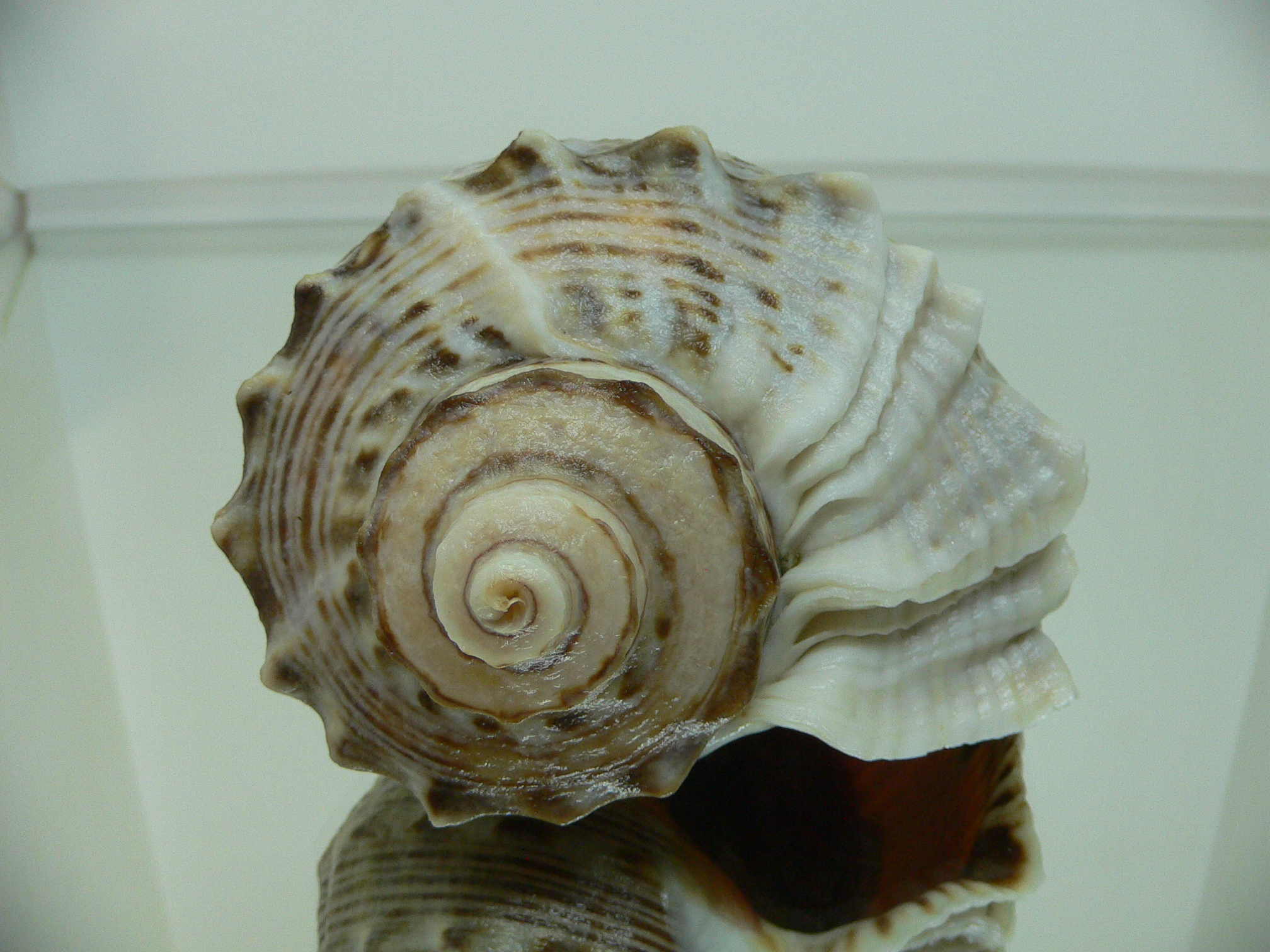 Rapana venosa MOTLEY & WHITE