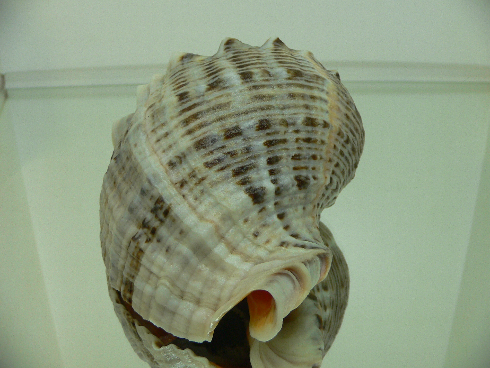 Rapana venosa MOTLEY & WHITE