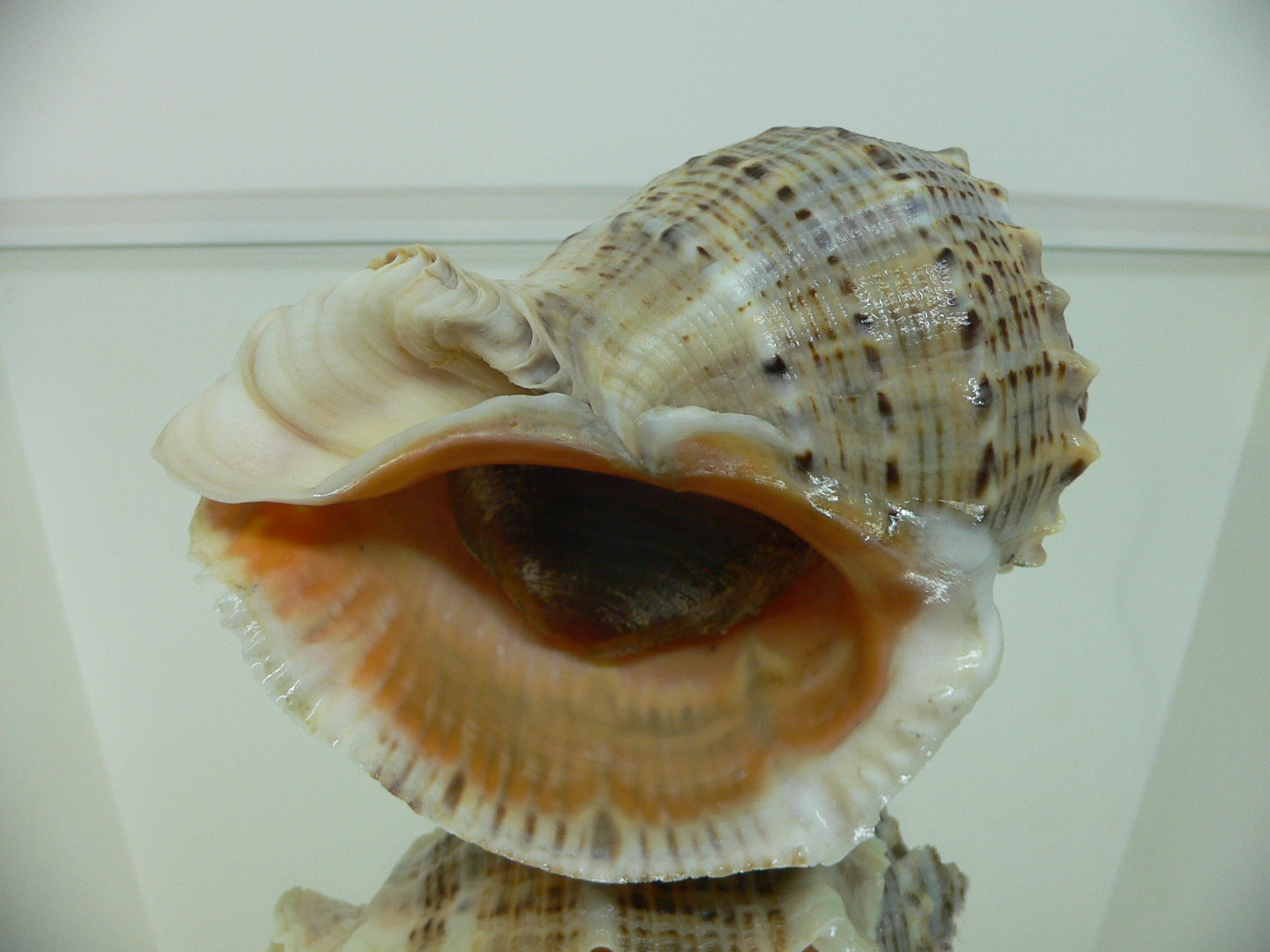 Rapana venosa MOTLEY & WHITE