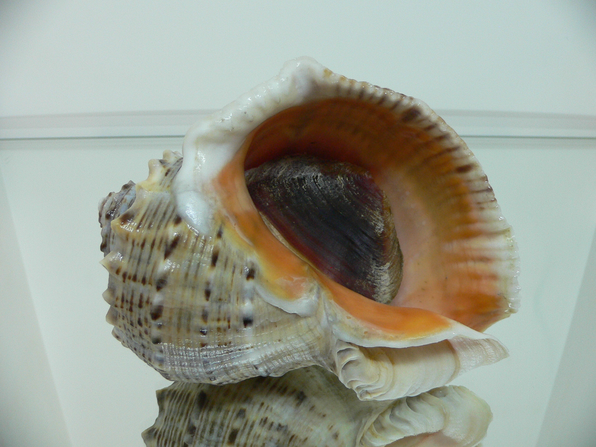 Rapana venosa MOTLEY & WHITE