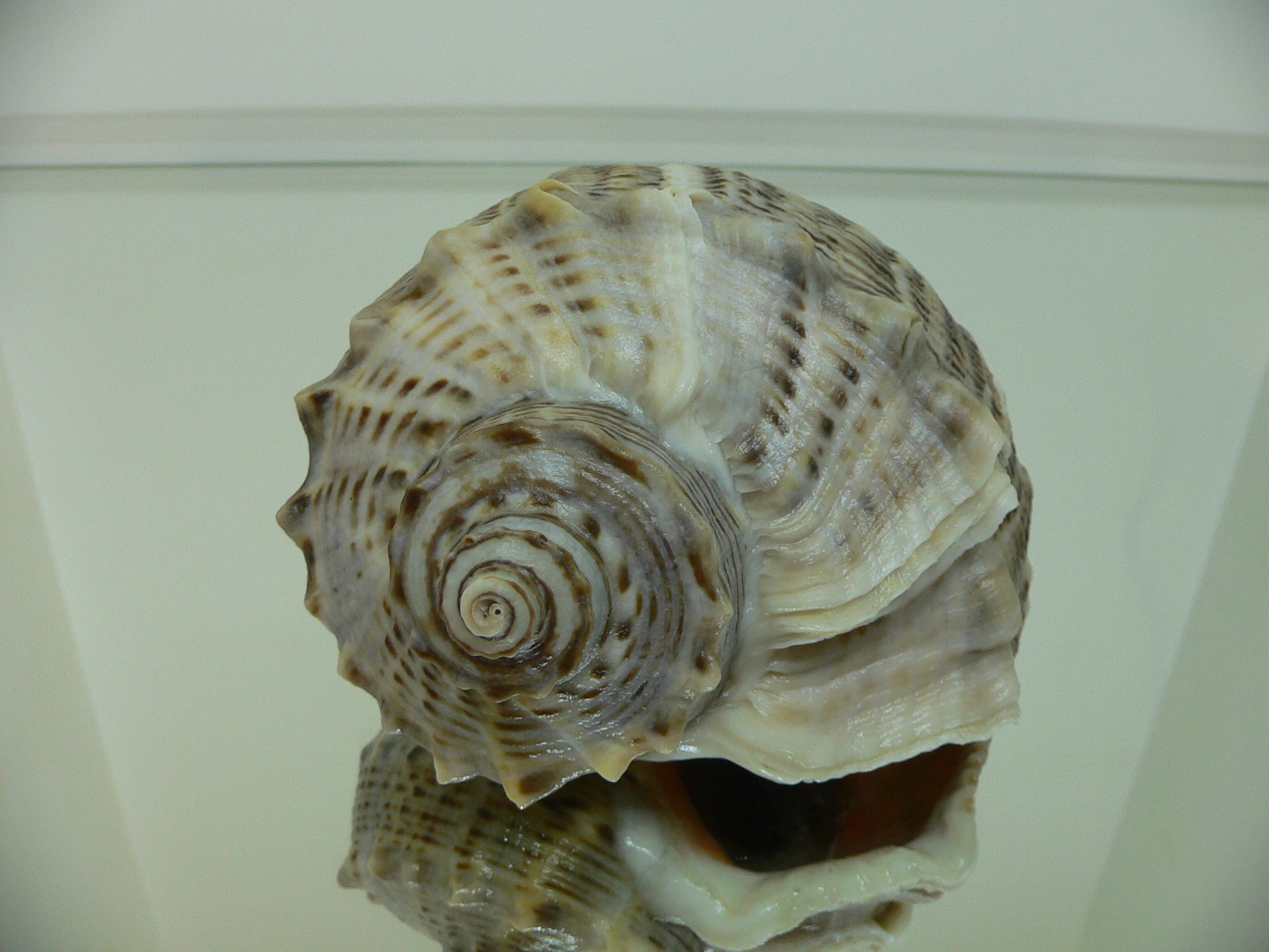 Rapana venosa MOTLEY & WHITE