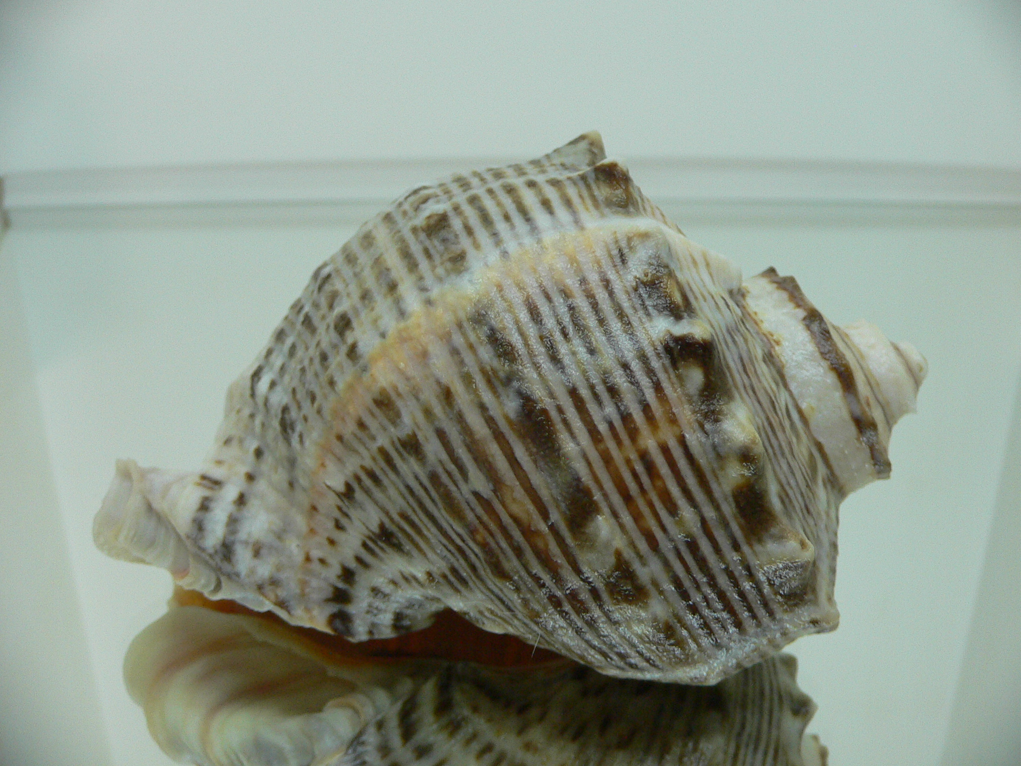 Rapana venosa MOTLEY & WHITE