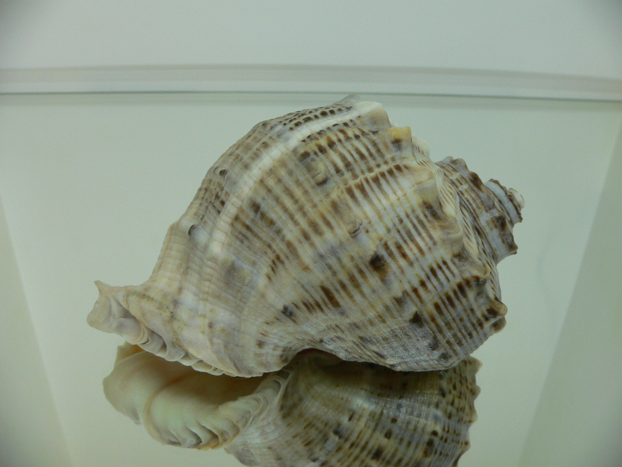 Rapana venosa MOTLEY & WHITE