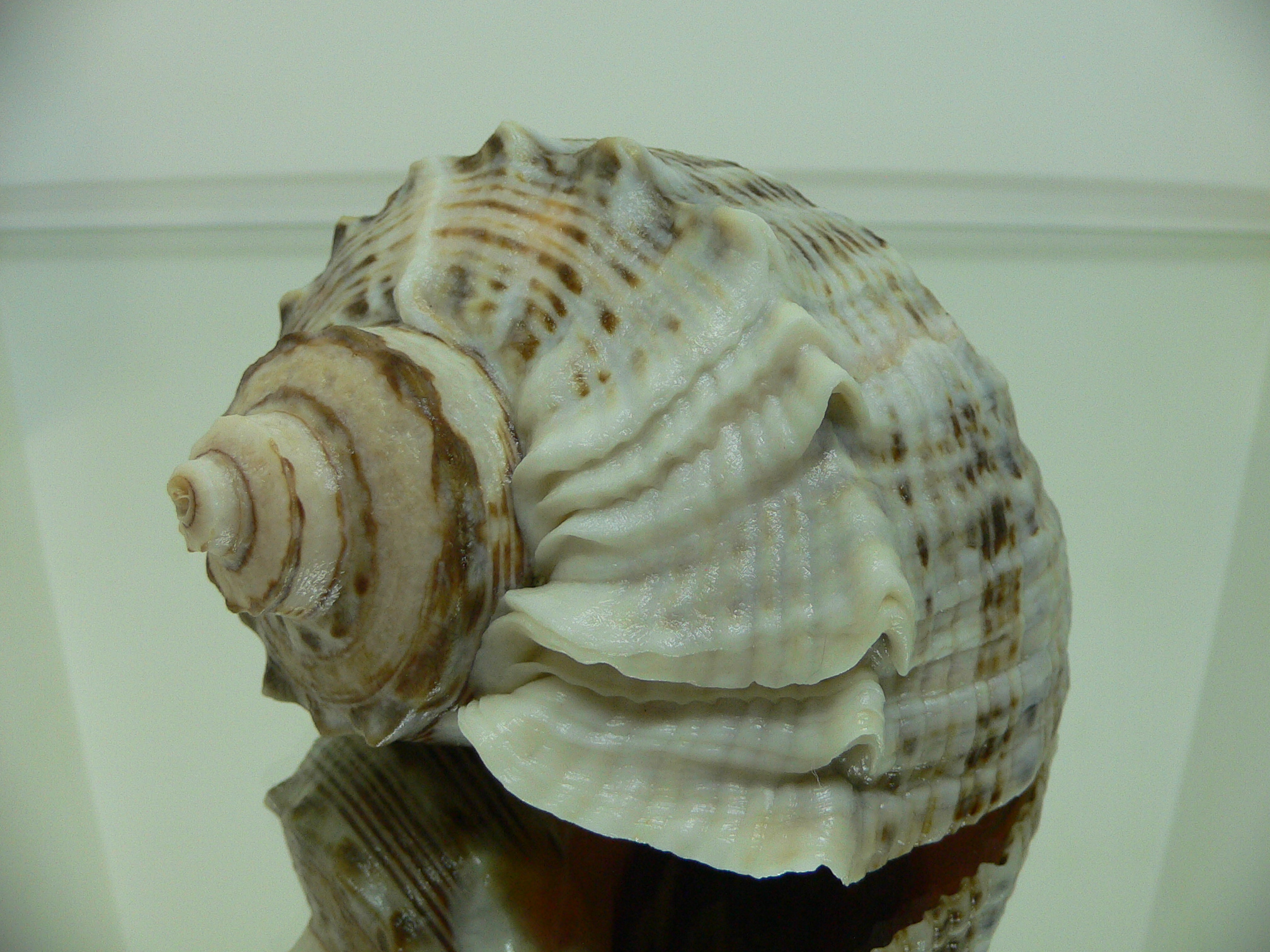 Rapana venosa MOTLEY & WHITE