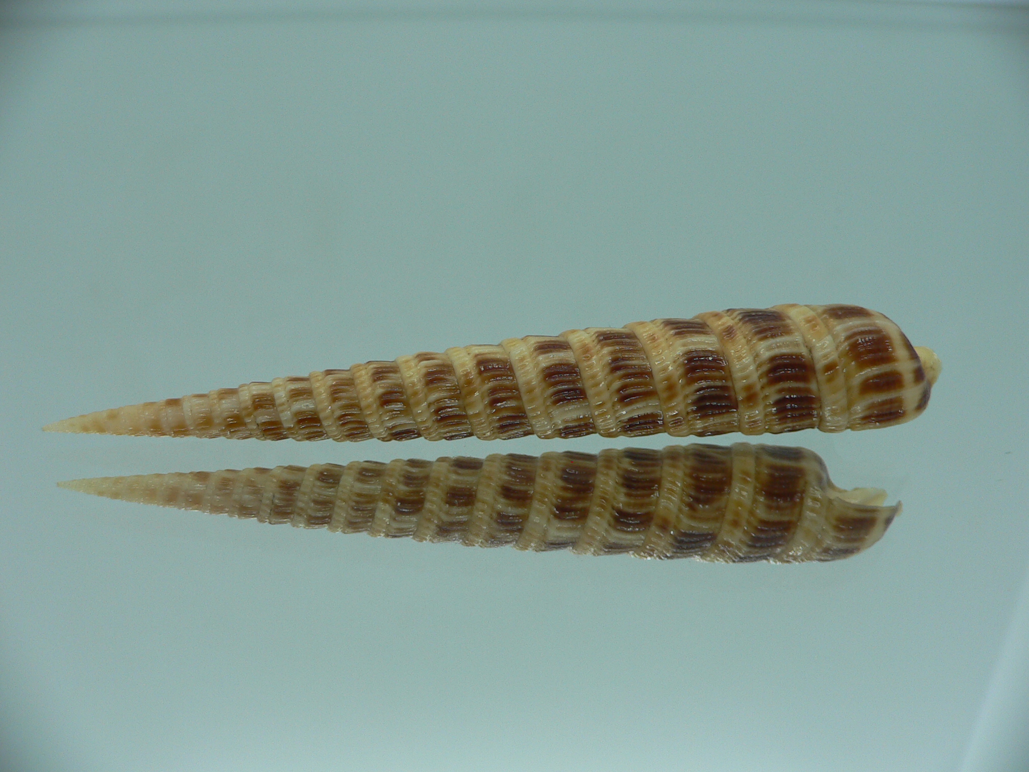 Cinguloterebra pretiosa