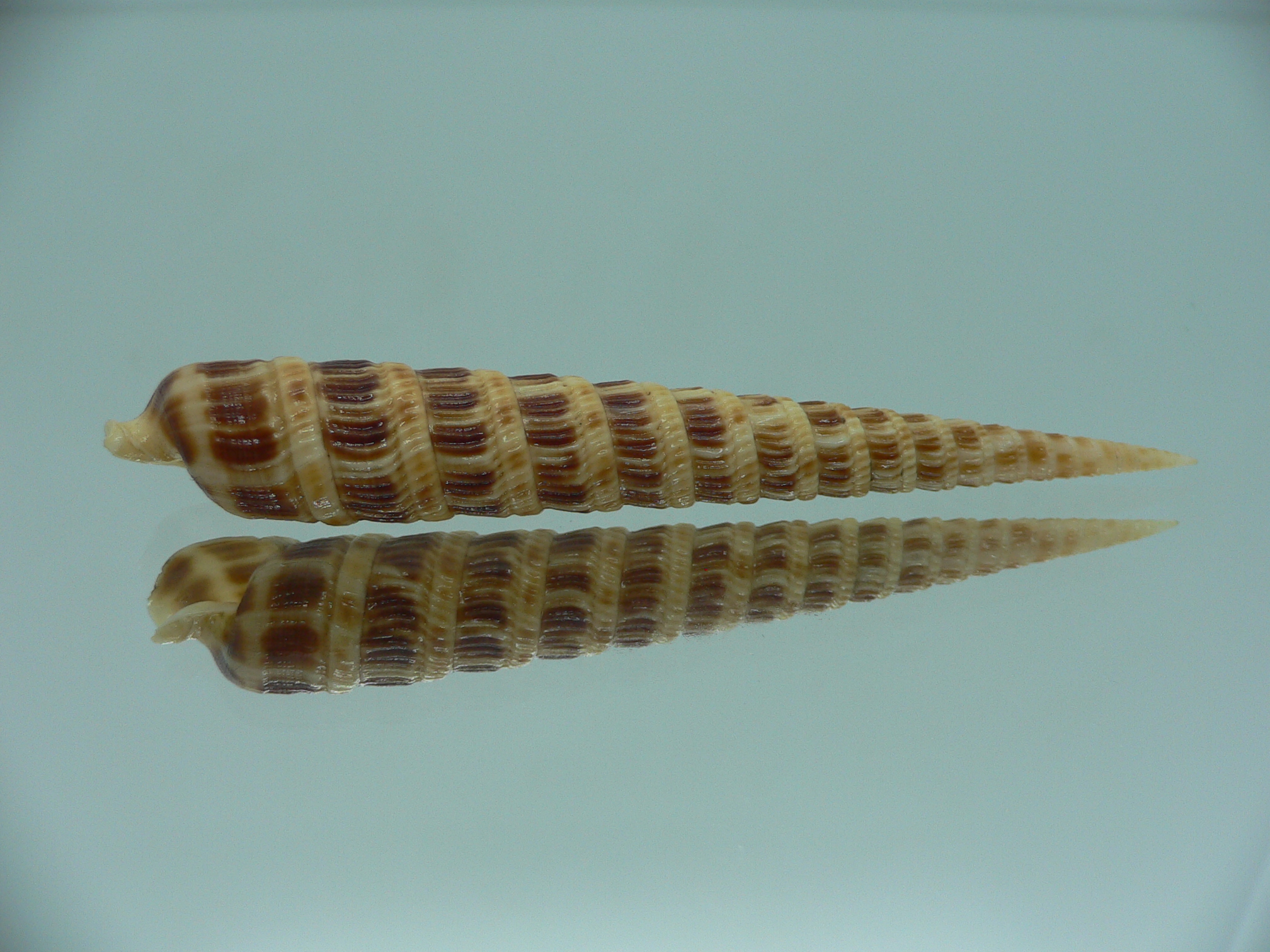 Cinguloterebra pretiosa